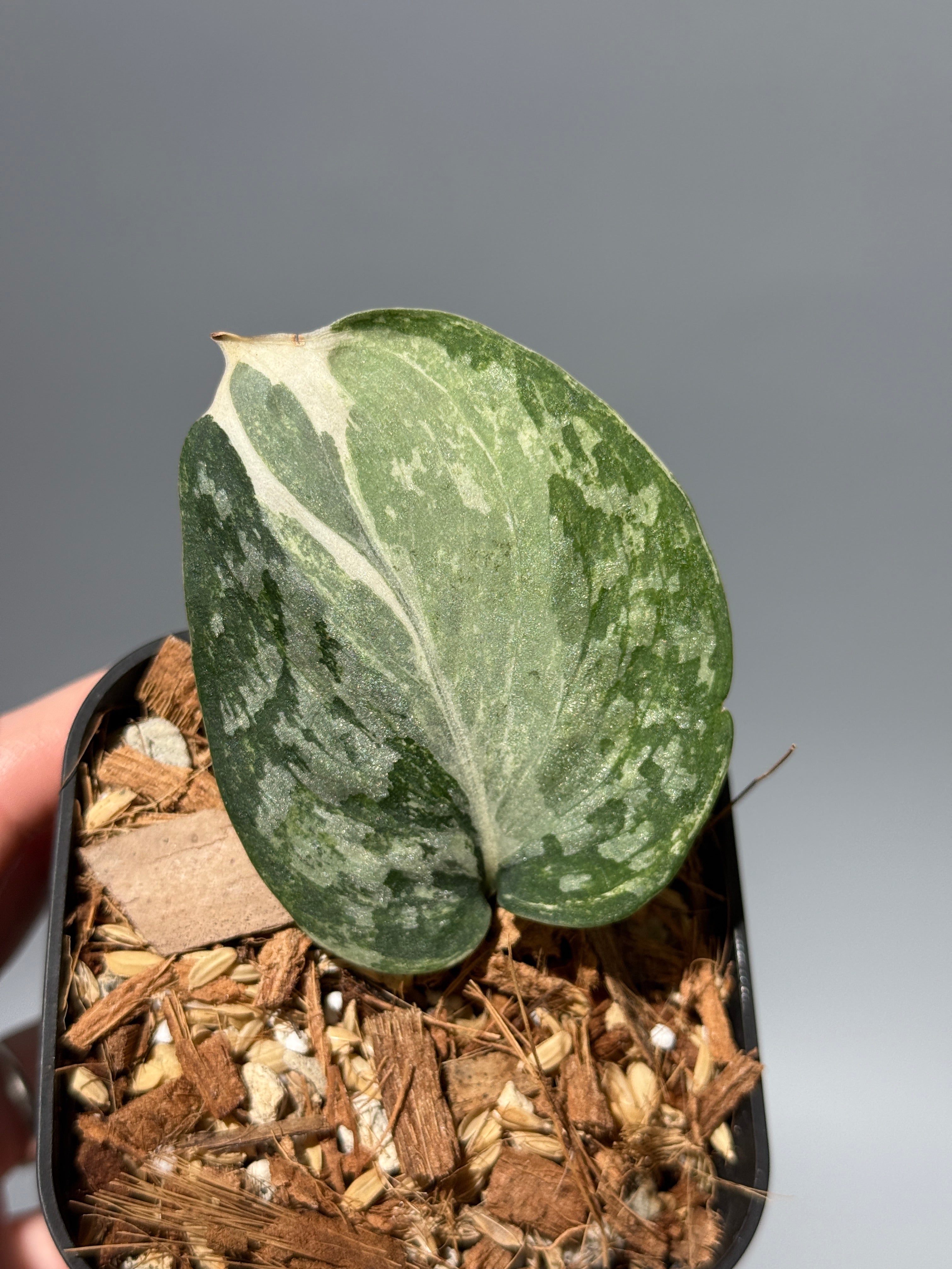 All Plants – Nakayama-Plants