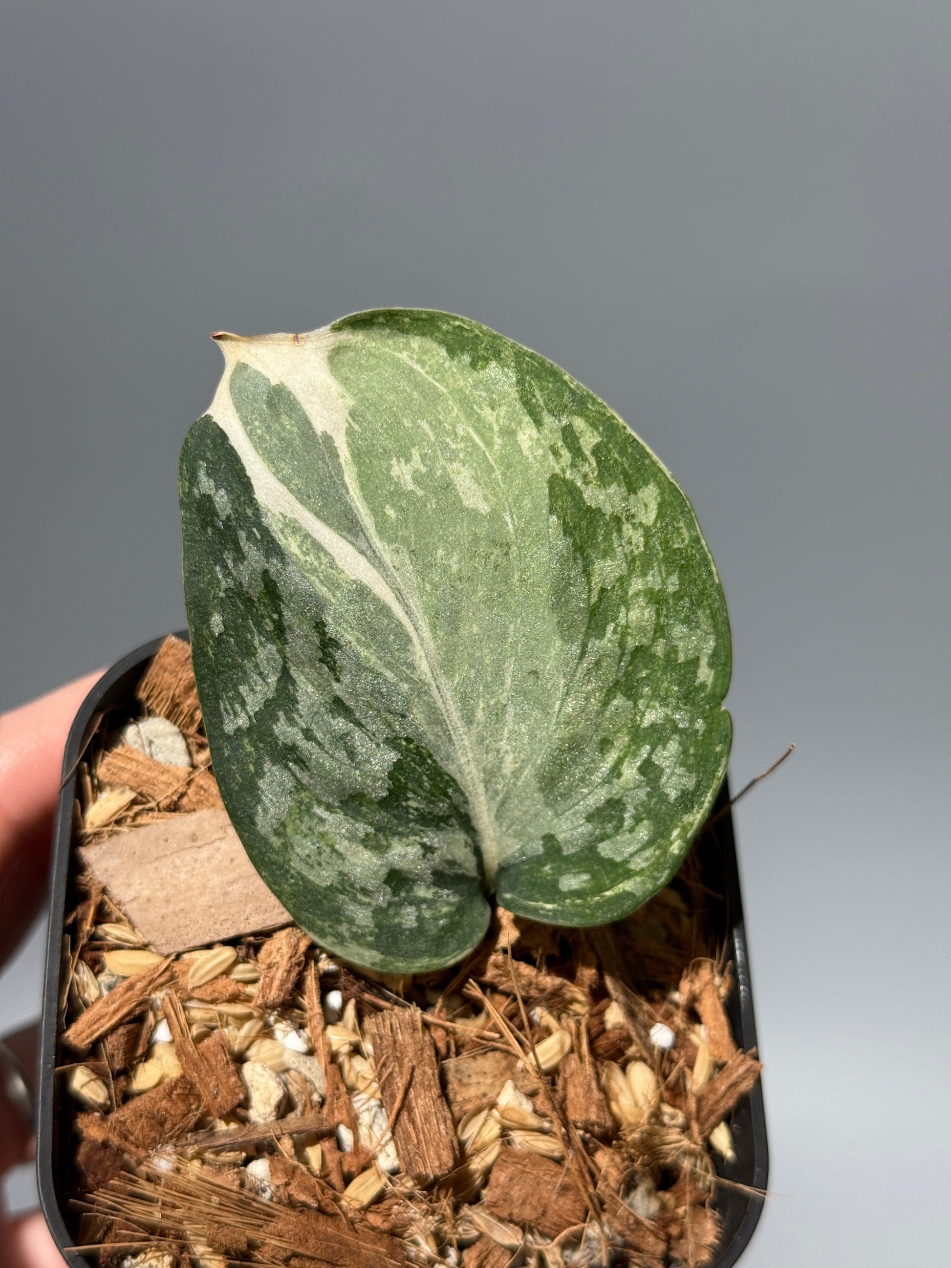 スキンダプサス エキゾチカ アルボ / Scindapsus exotica albo (1)