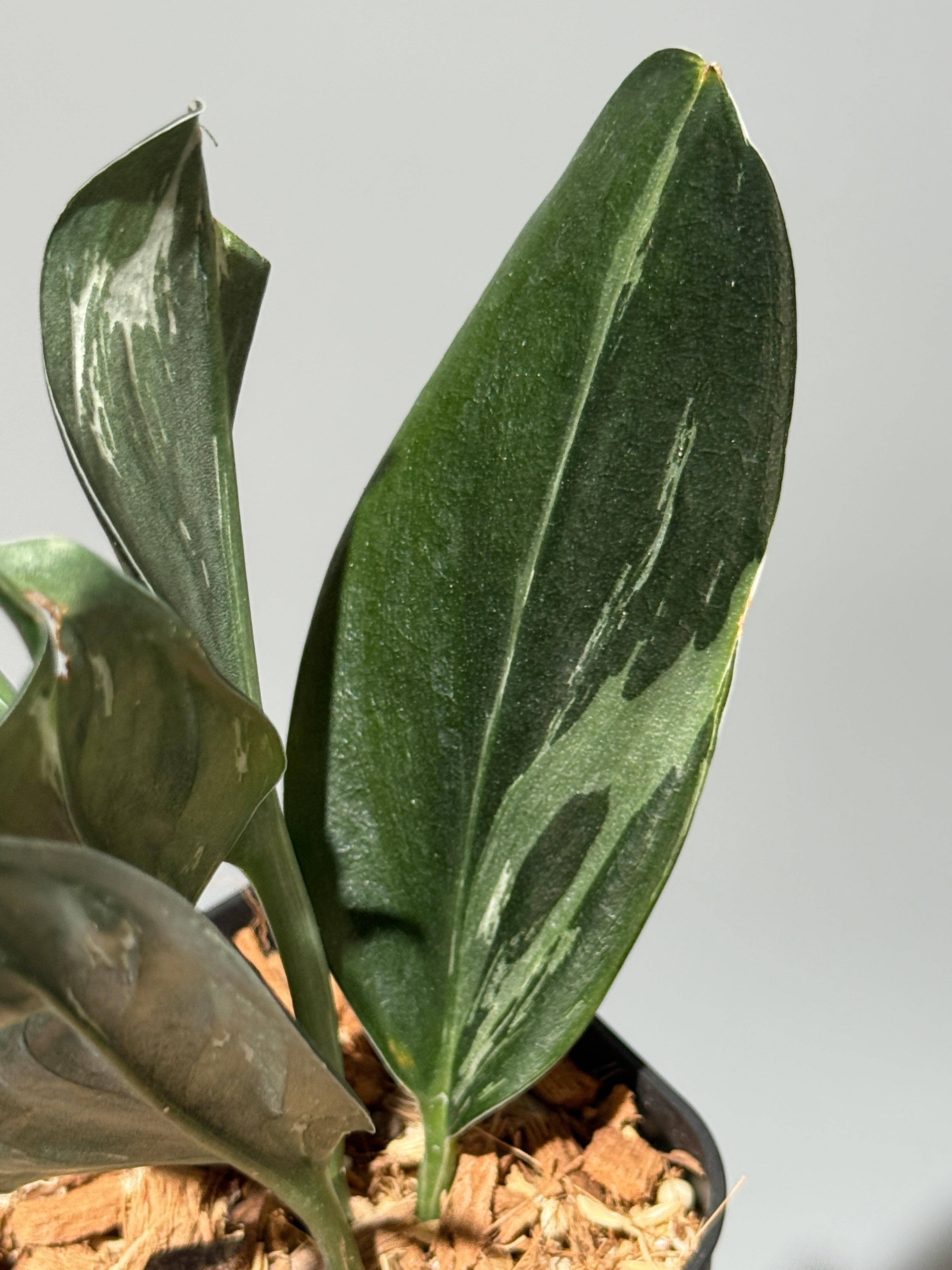 All Plants – Page 2 – Nakayama-Plants