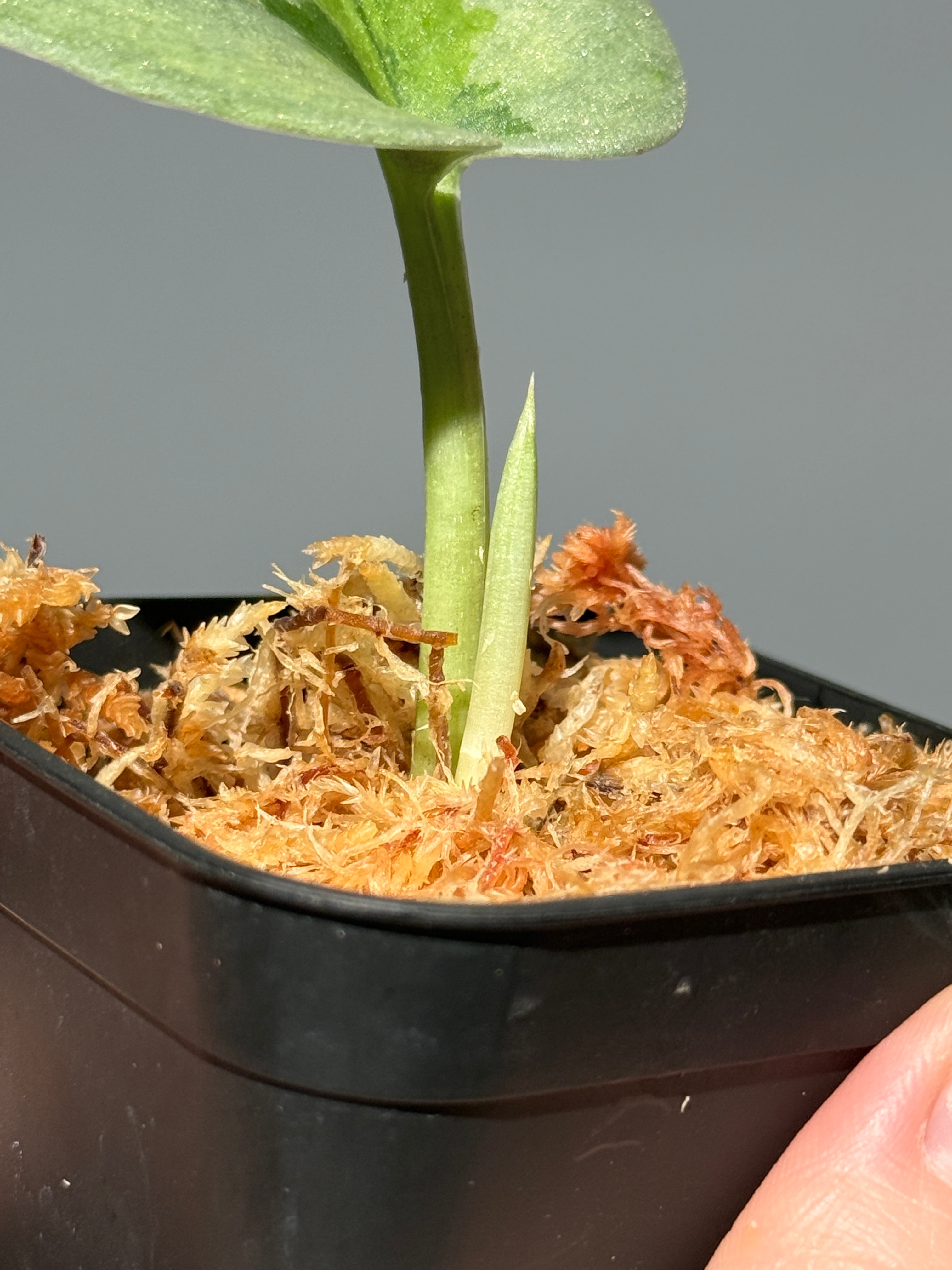 スキンダプサス ユパ / Scindapsus Yupa (1) – Nakayama-Plants