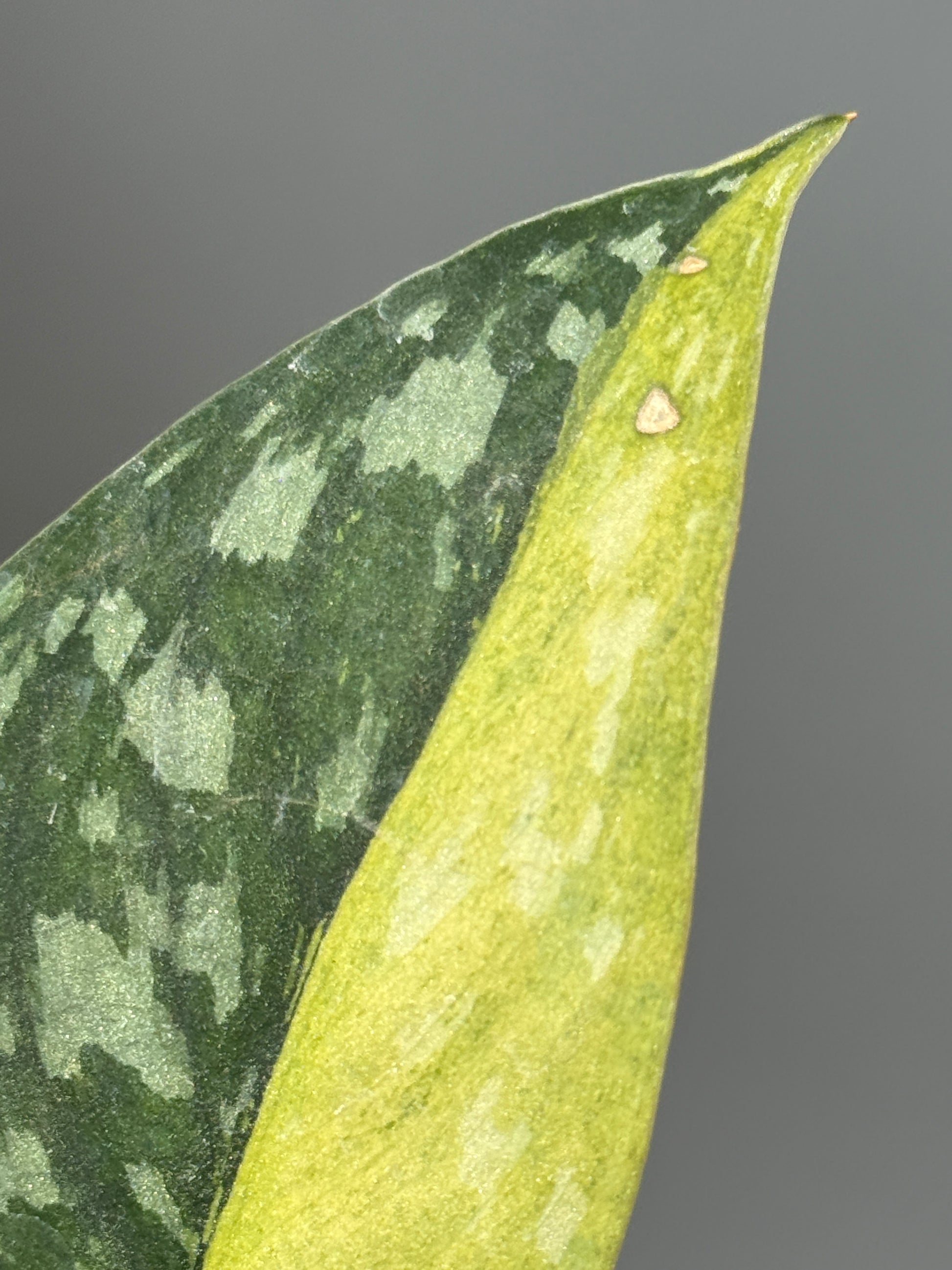 スキンダプサス マッチャ / Scindapsus matcha (1)