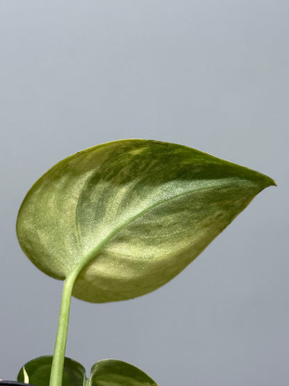 スキンダプサス プサカ / Scindapsus pusaka  (2)