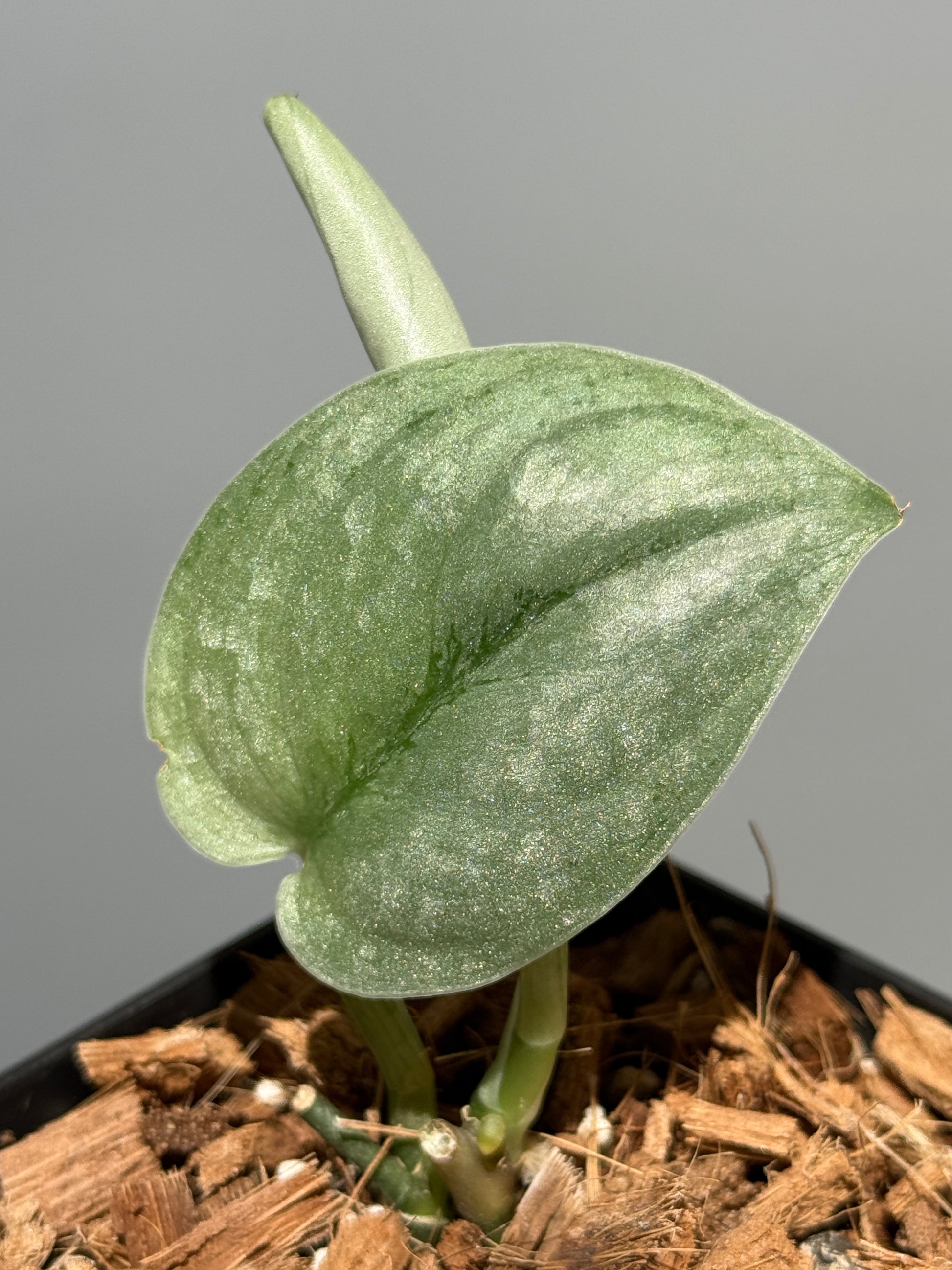 スキンダプサス シルバー スポット sp.カリマンタン / Scindapsus Silver spot sp.Kalimantan (1)