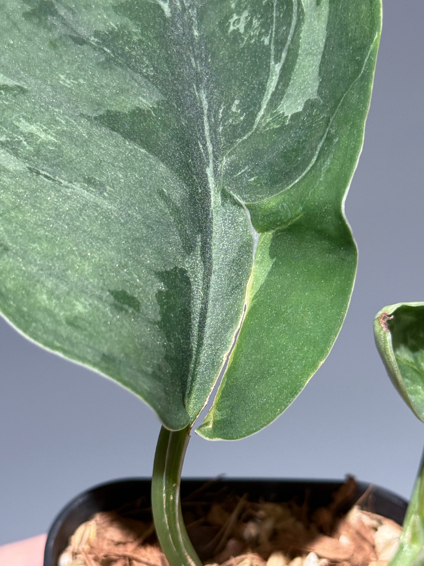 スキンダプサス シルバーナイト キサ / Scindapsus silverknight kisut (1)