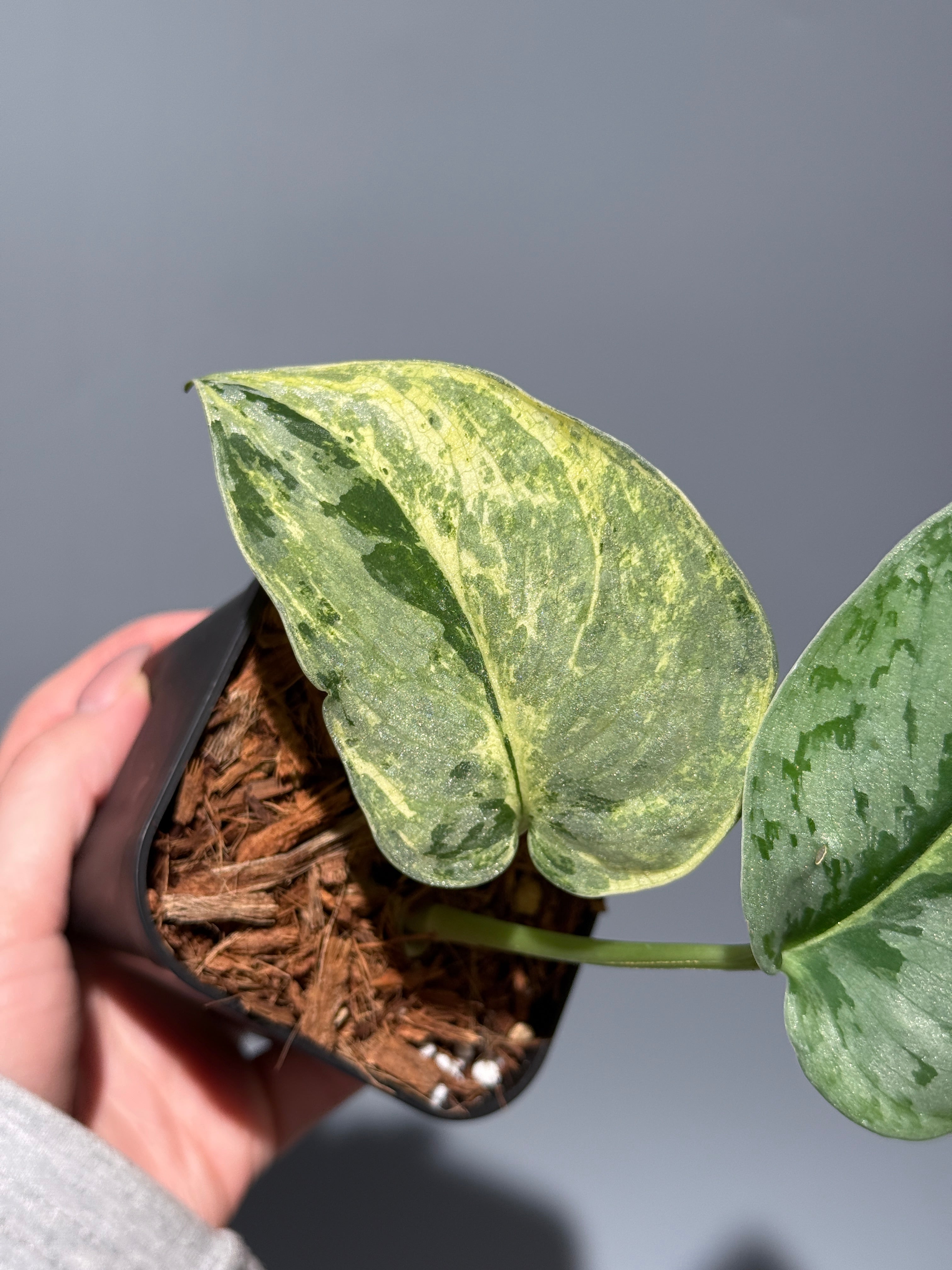 スキンダプサススーパームーン チリン / Scindapsus Supermoon tilung