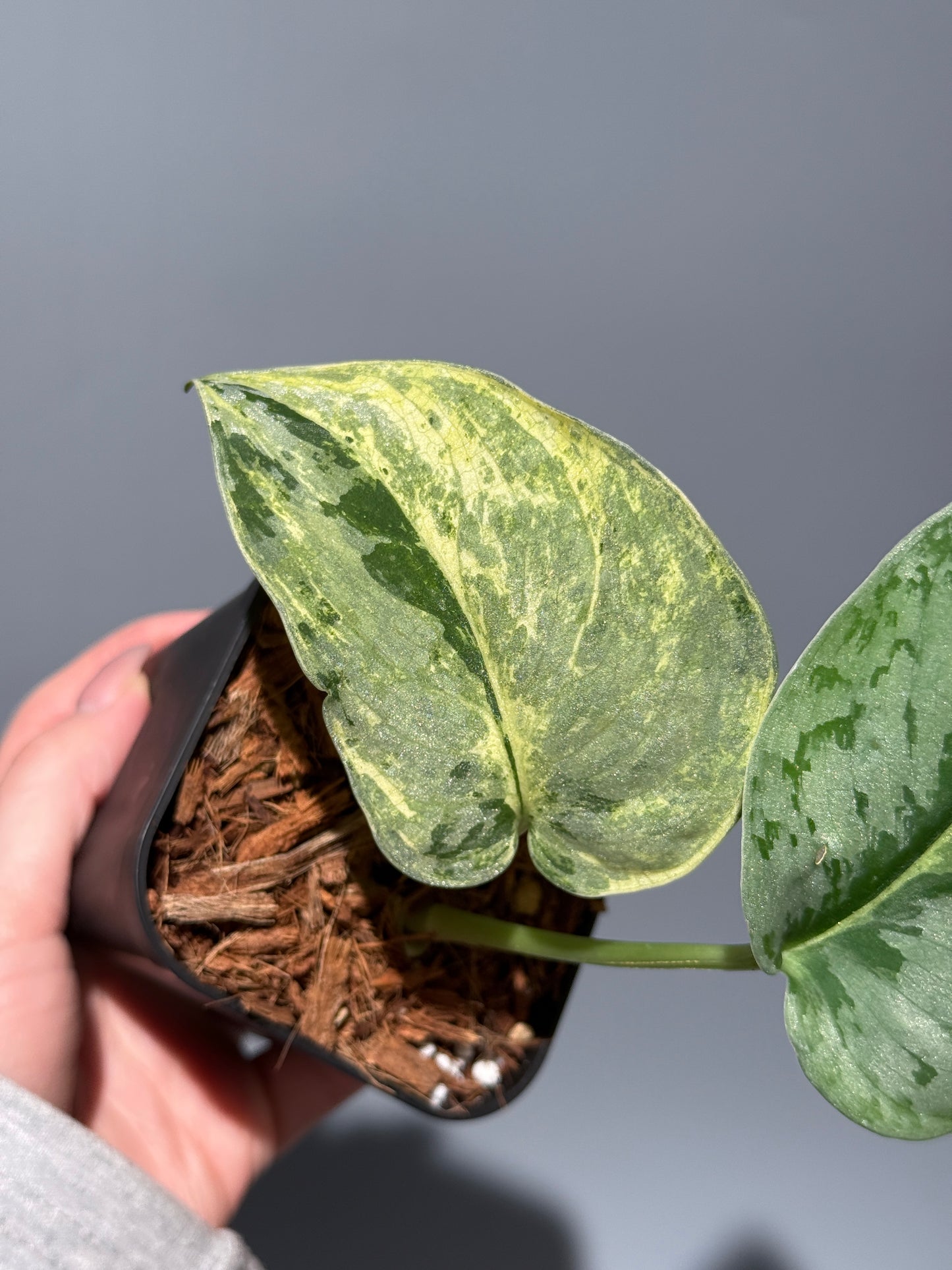 スキンダプサススーパームーン チリン / Scindapsus Supermoon tilung (1)