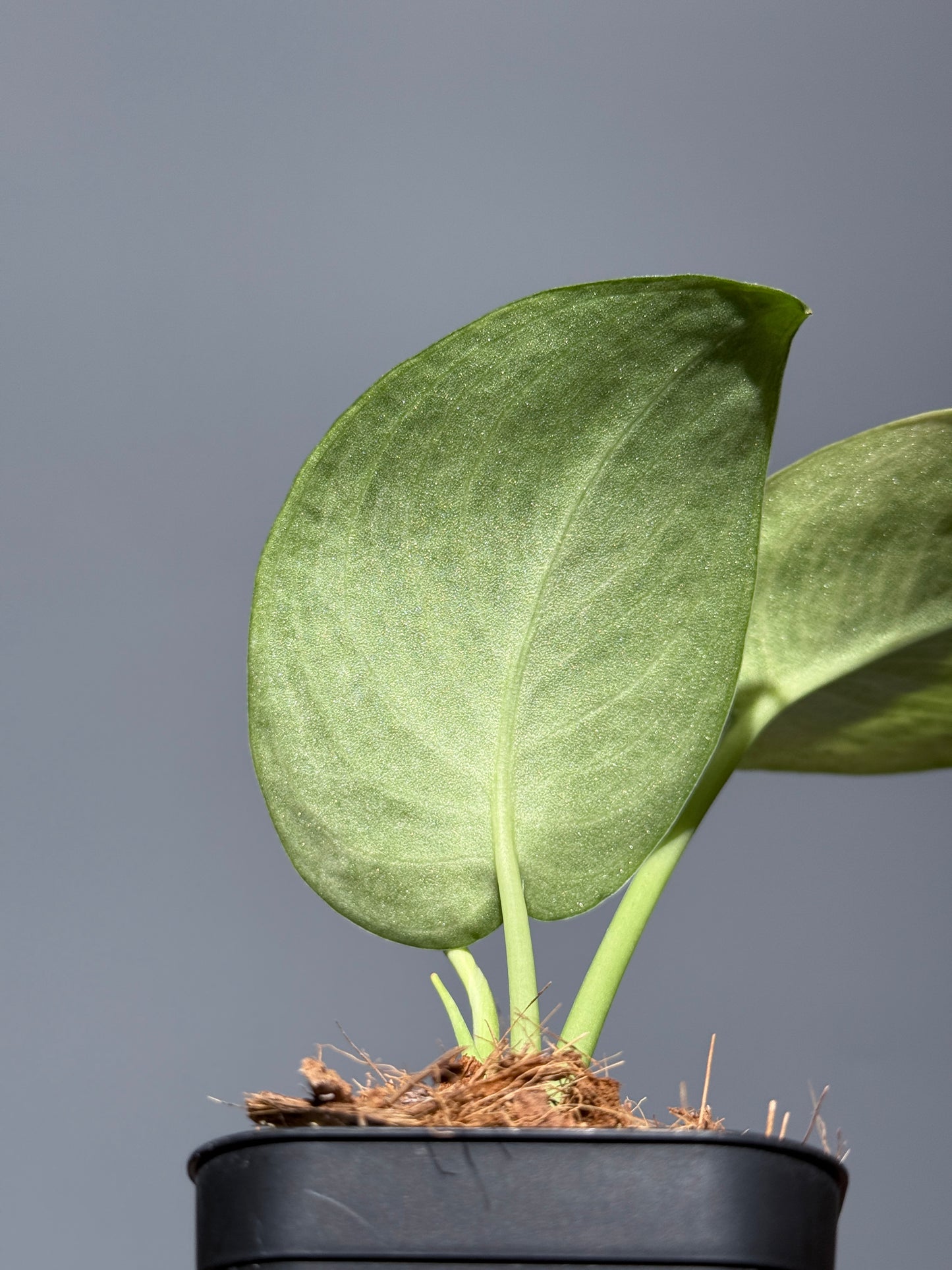 スキンダプサス ニルマラ / Scindapsus nirmala (2)