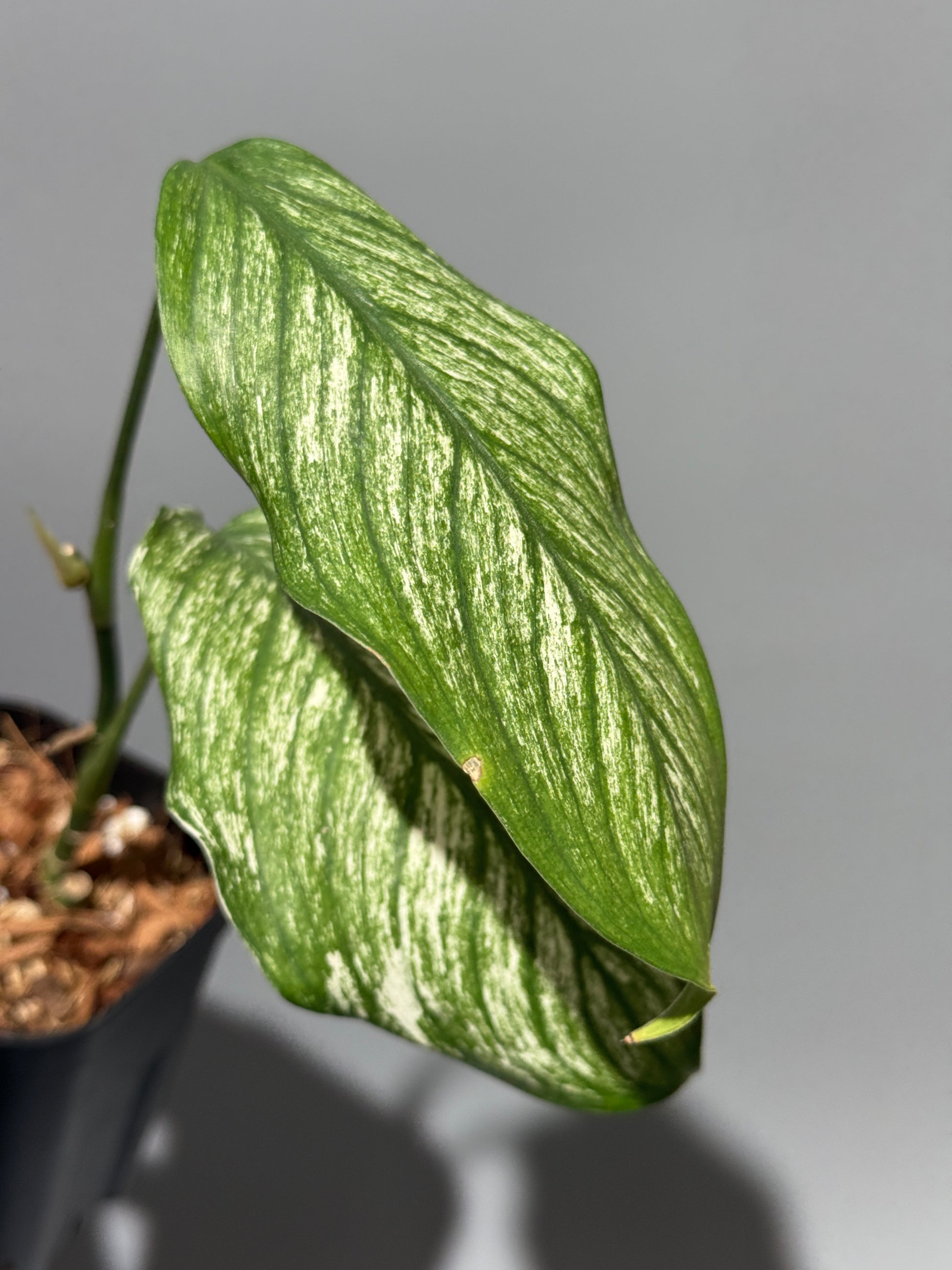 スキンダプサス ロンギピタス ミント  / Scindapsus Longistiptatus mint (1)