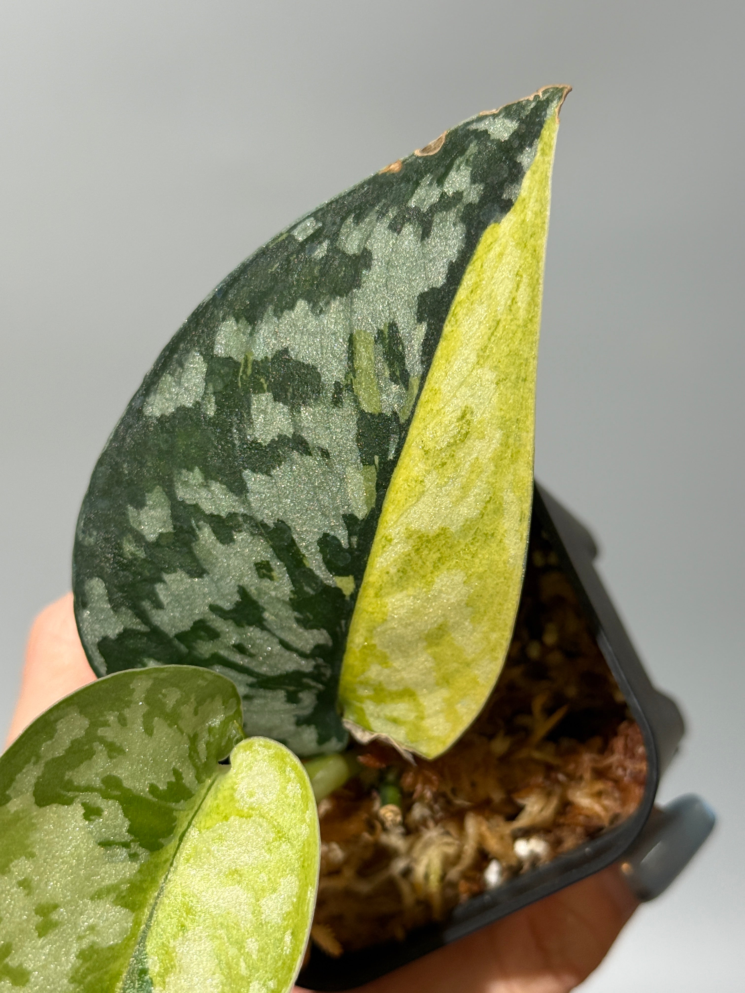 スキンダプサス　マハリカ　大株　1 スキンダプサス マハリカ / Scindapsus maharlika (3) – Nakayama-Plants