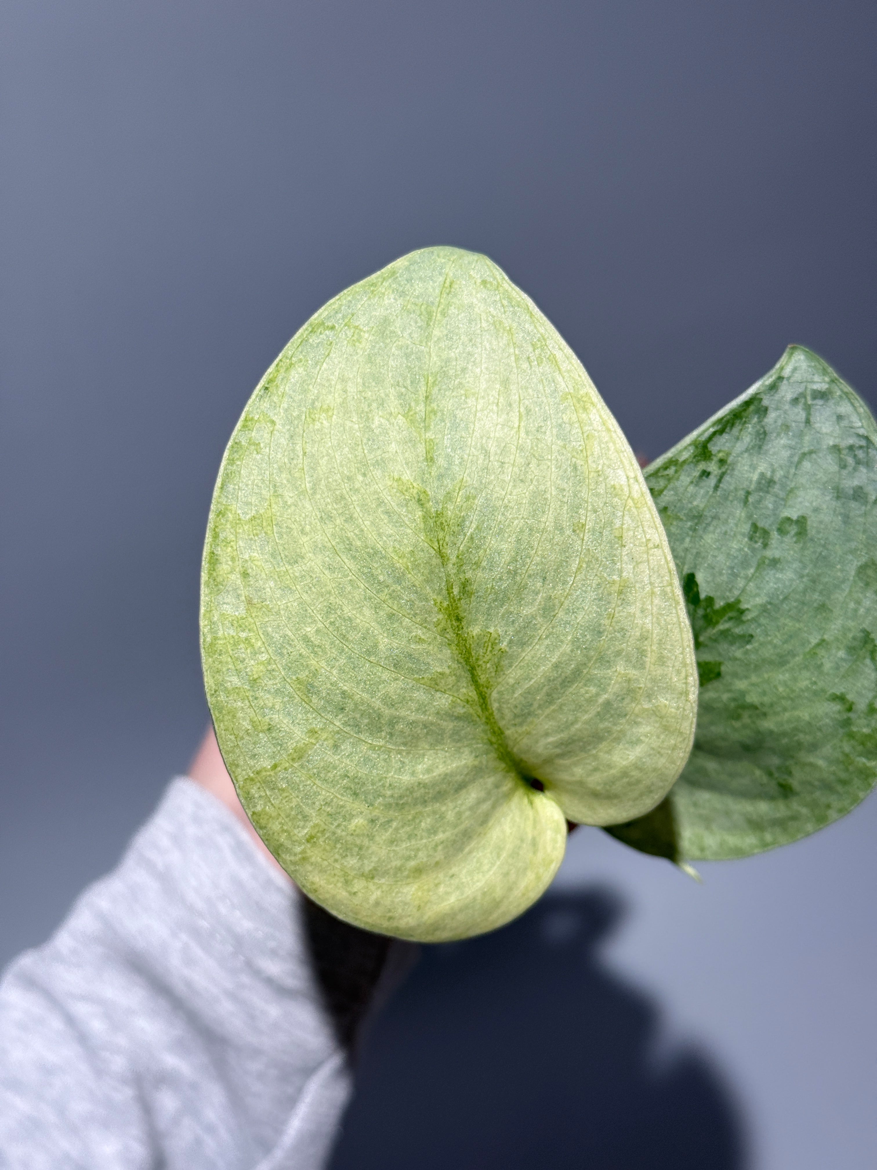 スキンダプサス ニルマラ / Scindapsus nirmala (2) – Nakayama-Plants