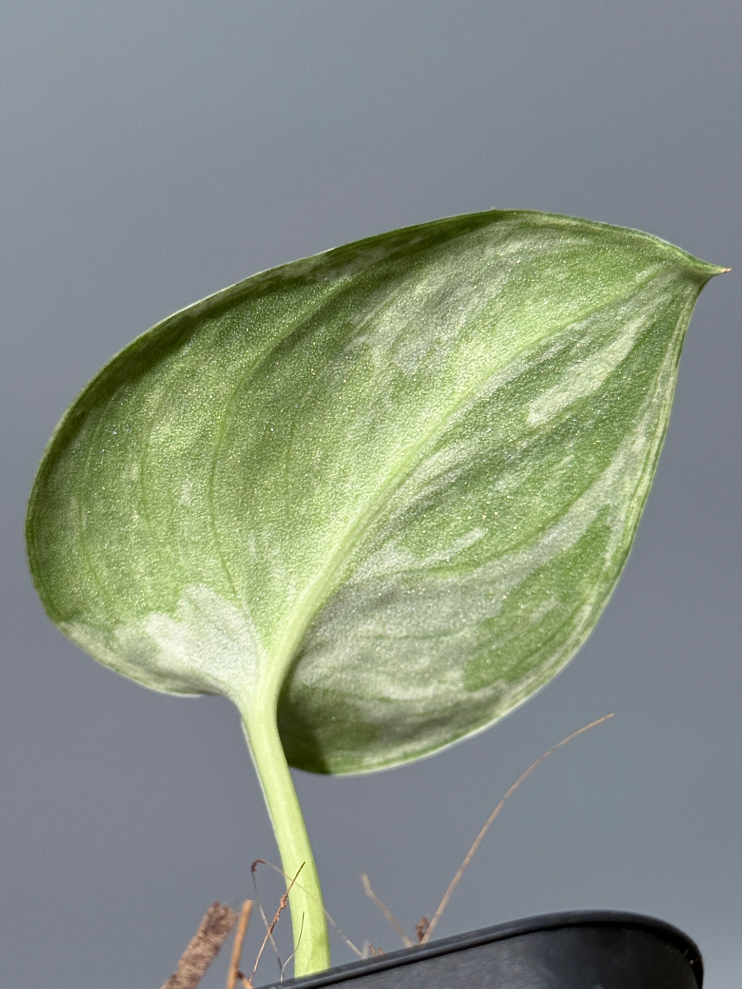 スキンダプサス ピースン アルボ  / Scindapsus peasun albo (1)