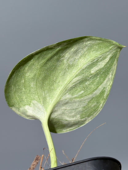 スキンダプサス ピースン アルボ  / Scindapsus peasun albo (1)