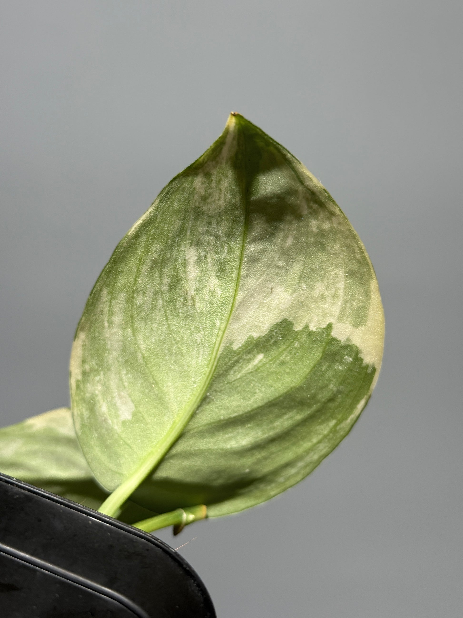 スキンダプサス ジェイドサテン オーレア  / Scindapsus jadesatin aurea (2)