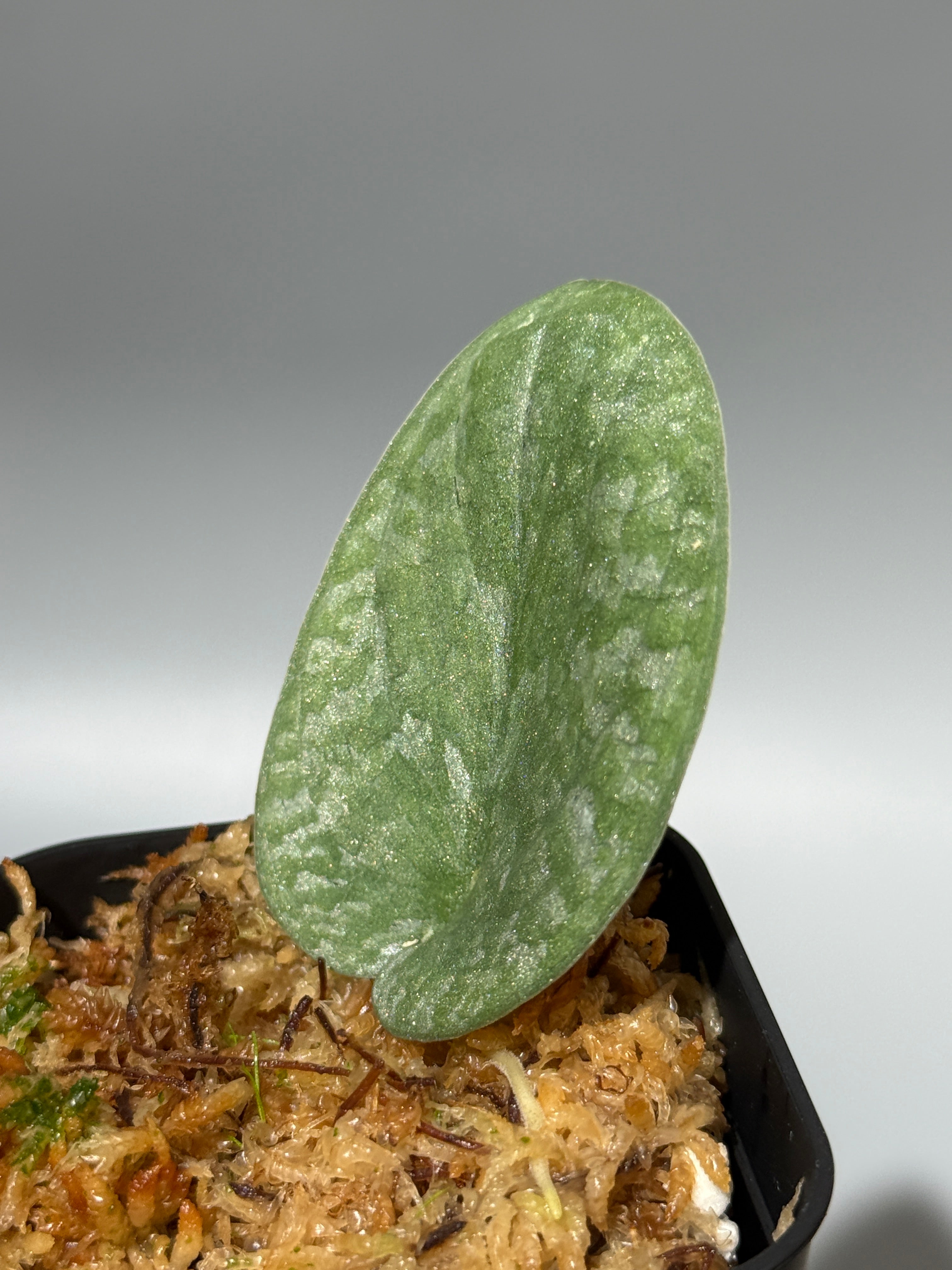 All Plants – Nakayama-Plants