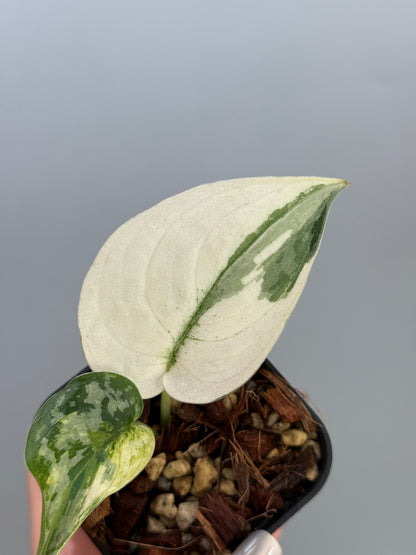 スキンダプサス マヤリ / Scindapsus mayari (4)
