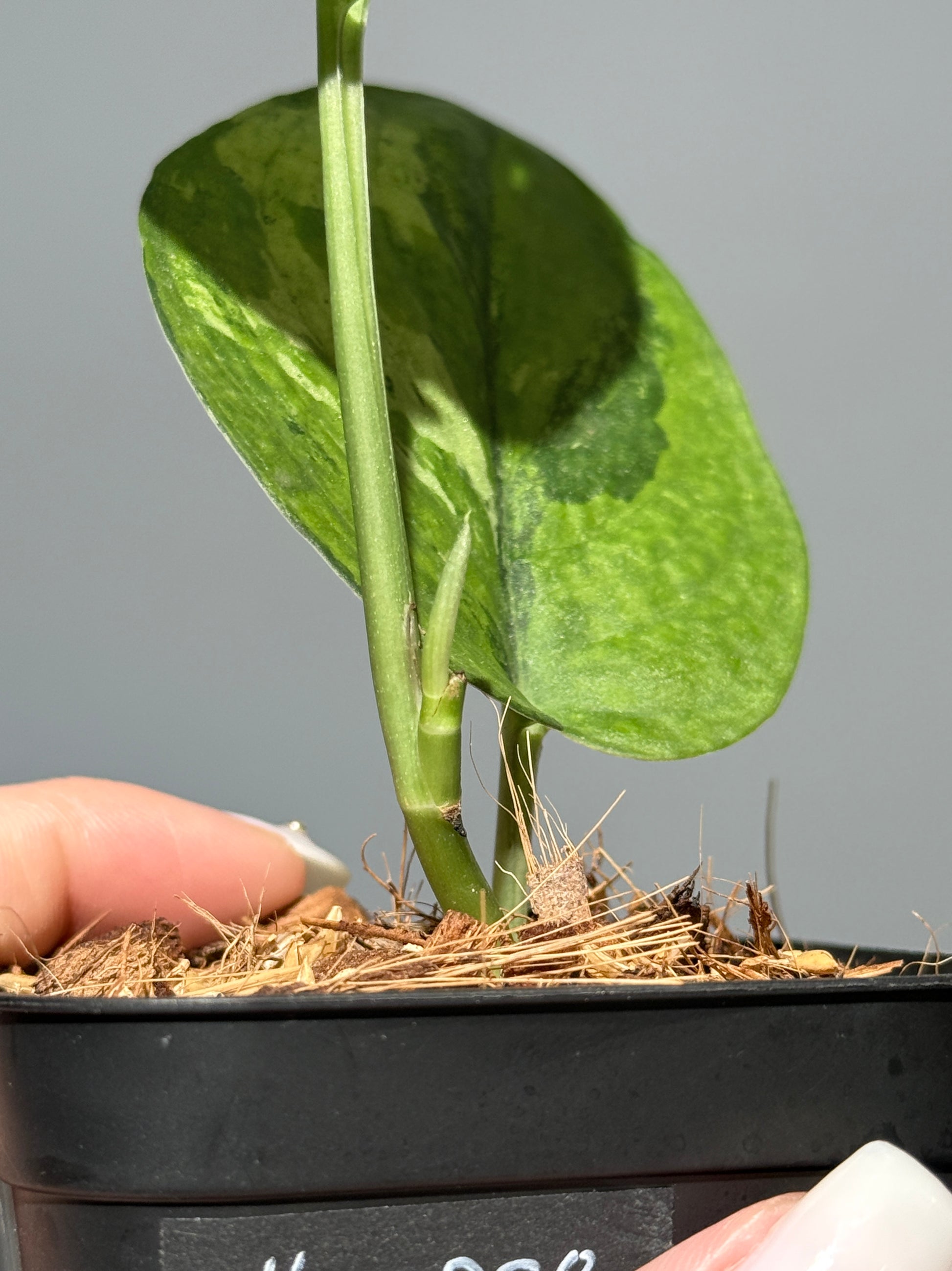 スキンダプサス レオパード グリーンオングリーン / Scindapsus Leopard GOG (1)