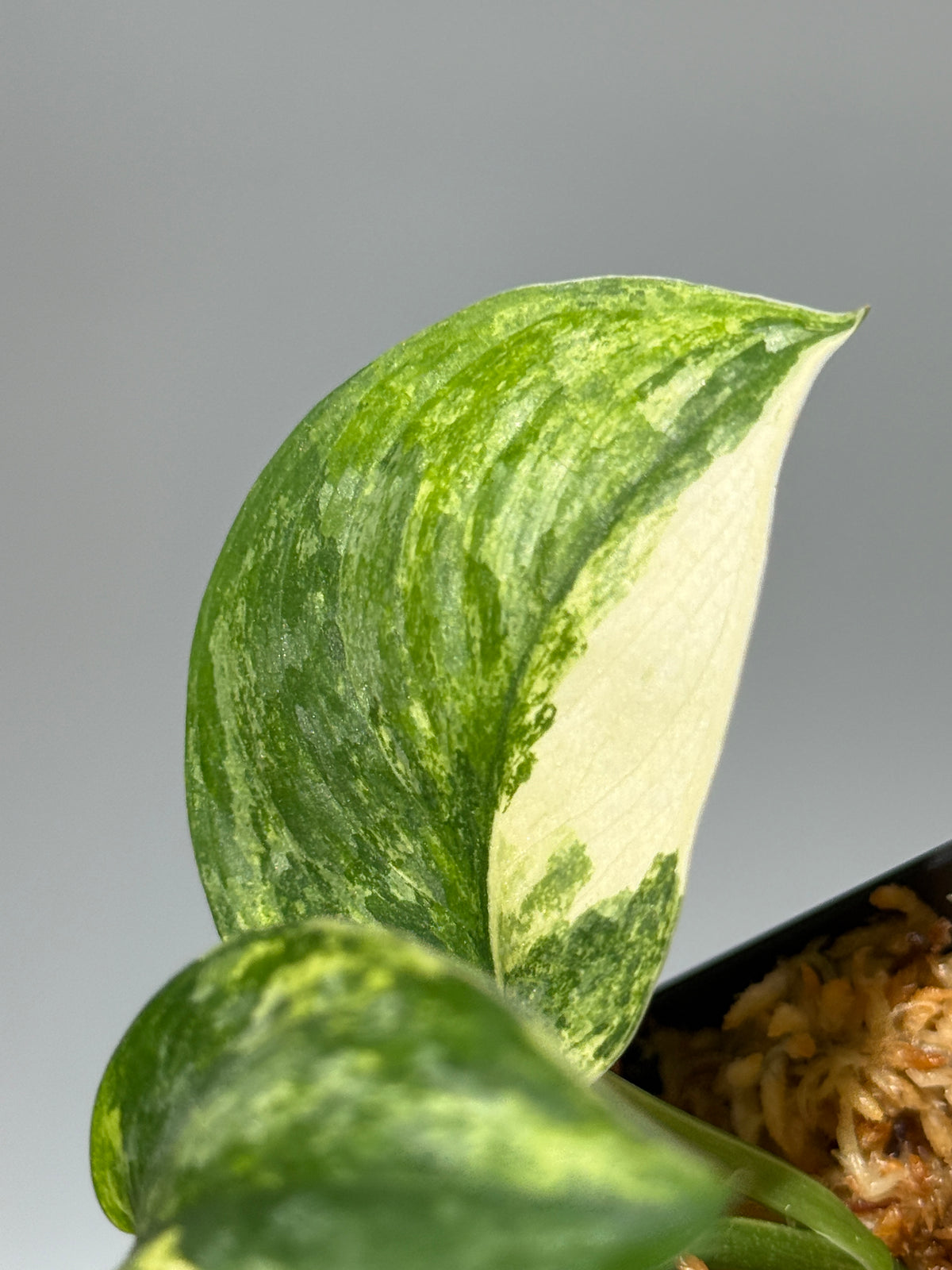 スキンダプサス エキゾチカ サラカ トリカラー  / Scindapsus Exotica salaka toricolor (1)