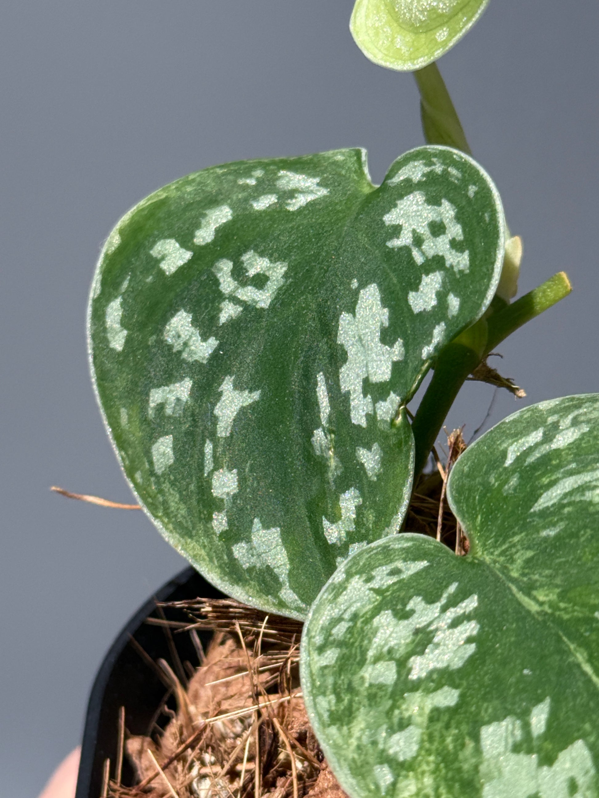 スキンダプサス ネビュラ / Scindapsus Nebula (2)