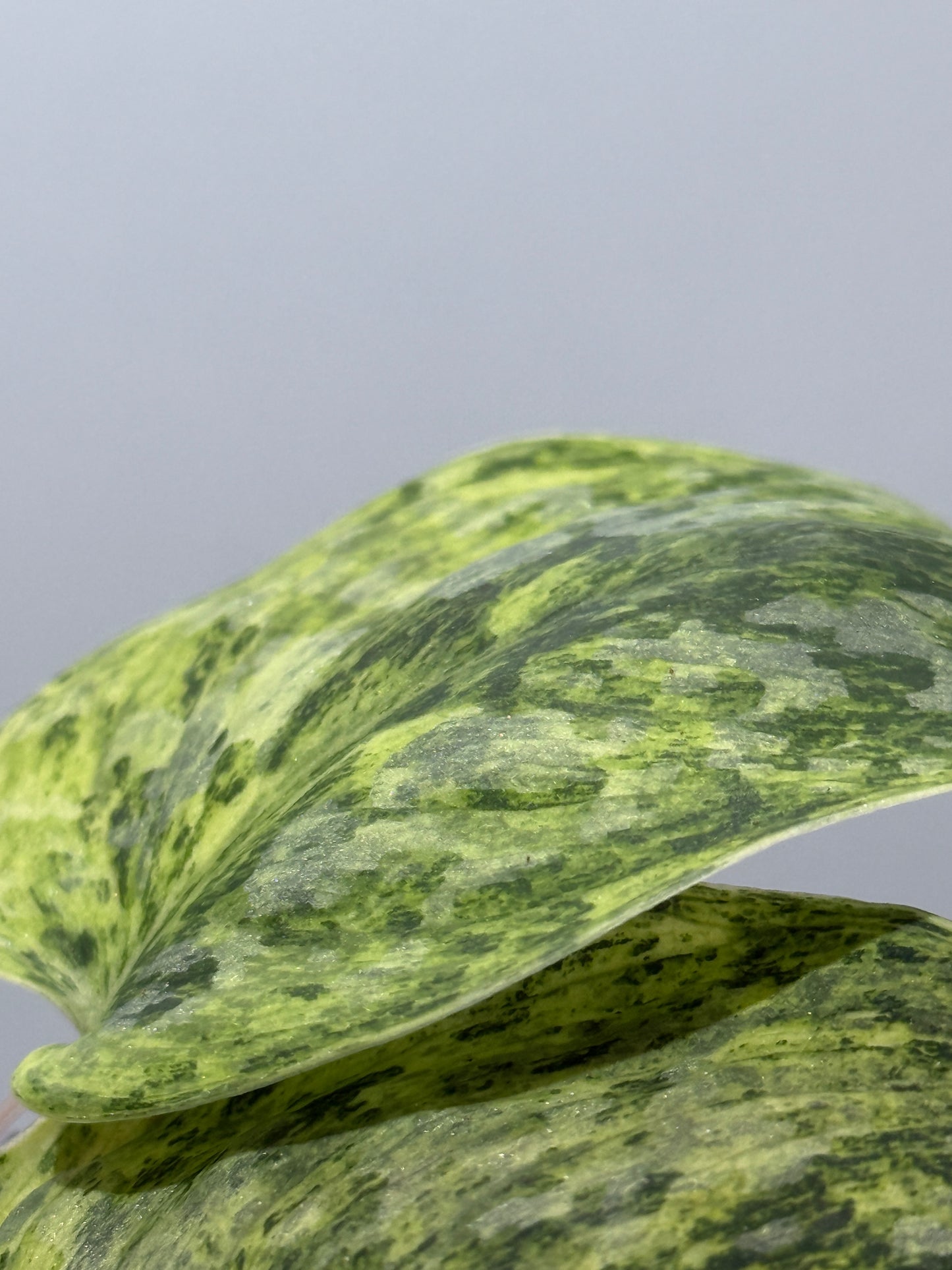 スキンダプサス テンバガ  / Scindapsus Tembaga (4)