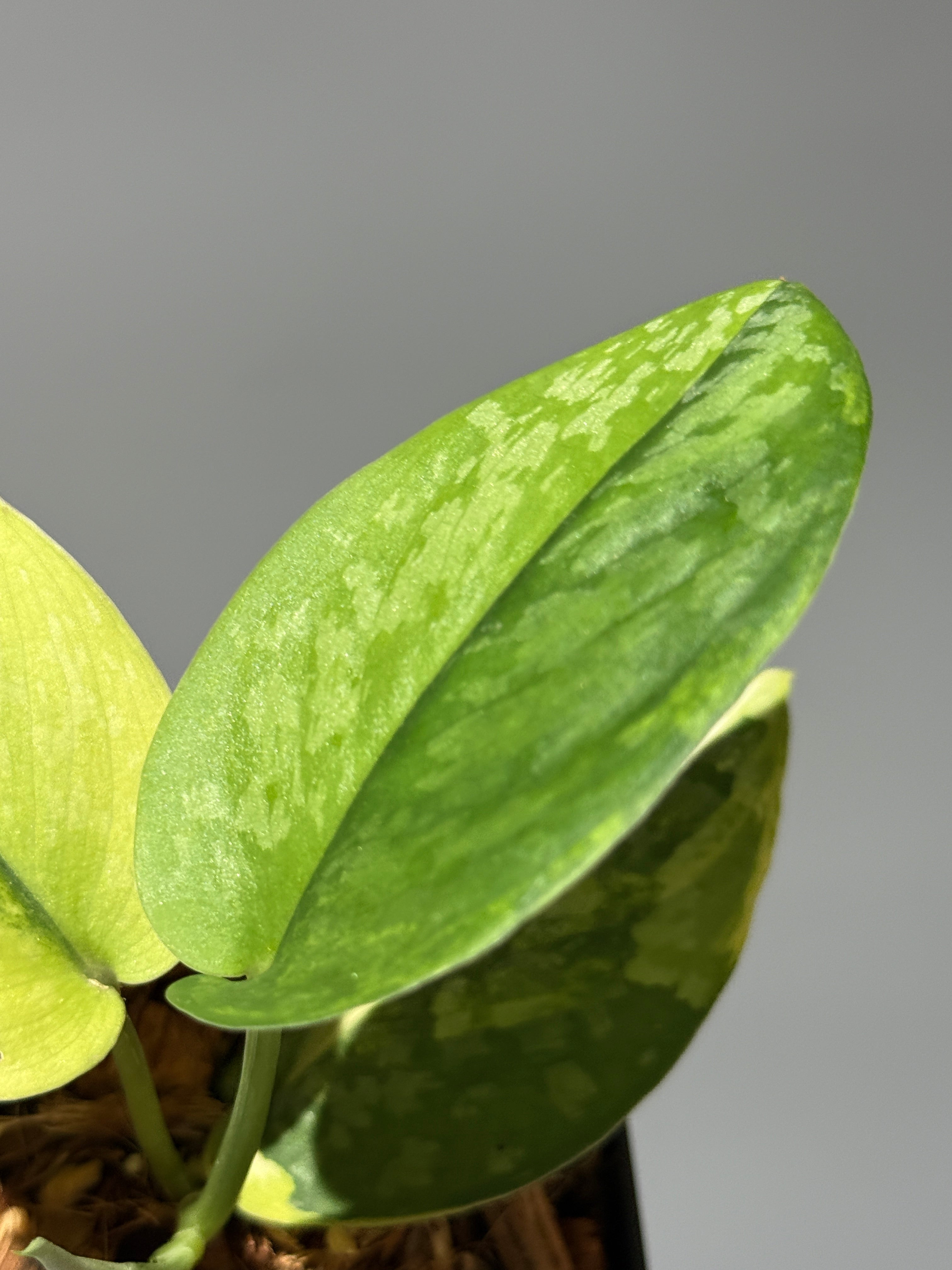 All Plants – Page 2 – Nakayama-Plants