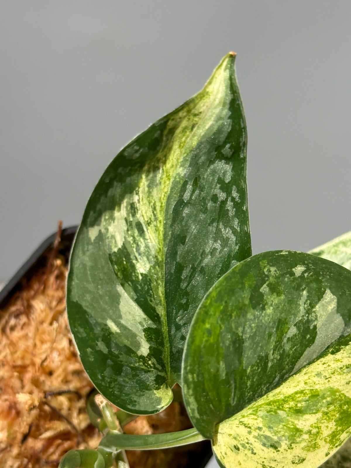スキンダプサス エキゾチカ サラカ トリカラー  / Scindapsus Exotica salaka toricolor (1)