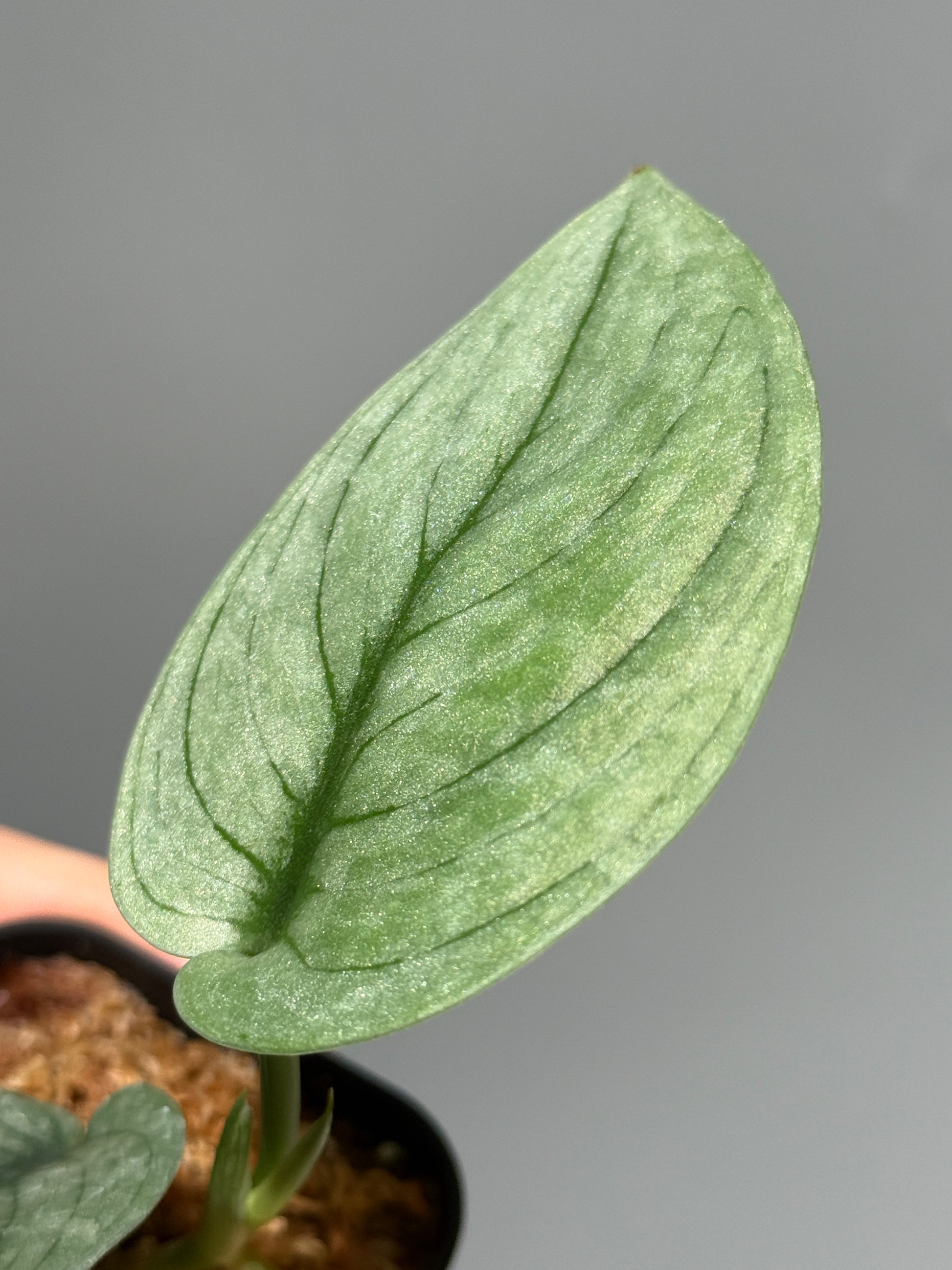 スキンダプサス グリーンベイン / Scindapsus Green vein (2)