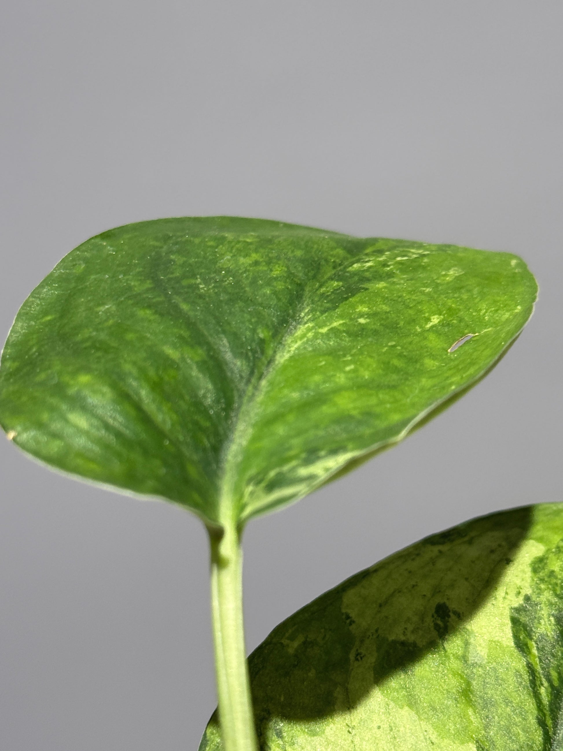 スキンダプサス レオパード グリーンオングリーン / Scindapsus Leopard GOG (1)