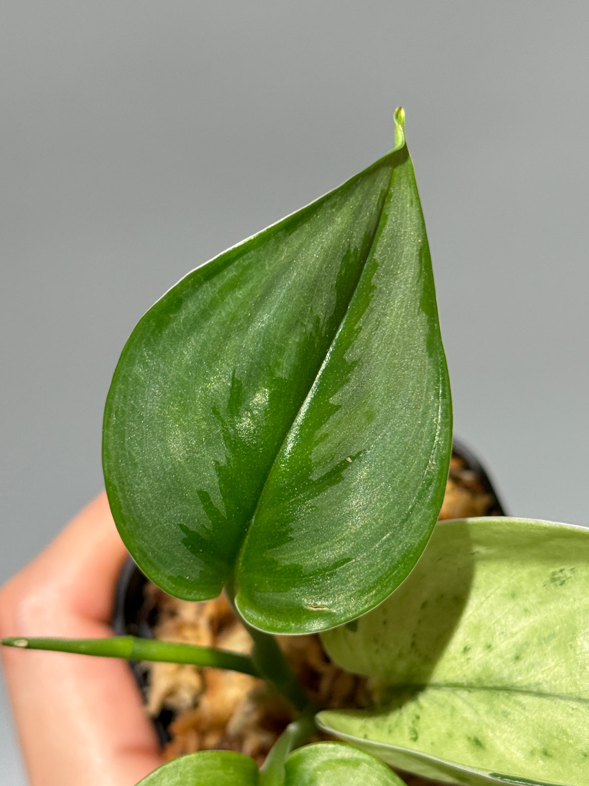 スキンダプサス スーパースター/ Scindapsus Treubii super star (1)