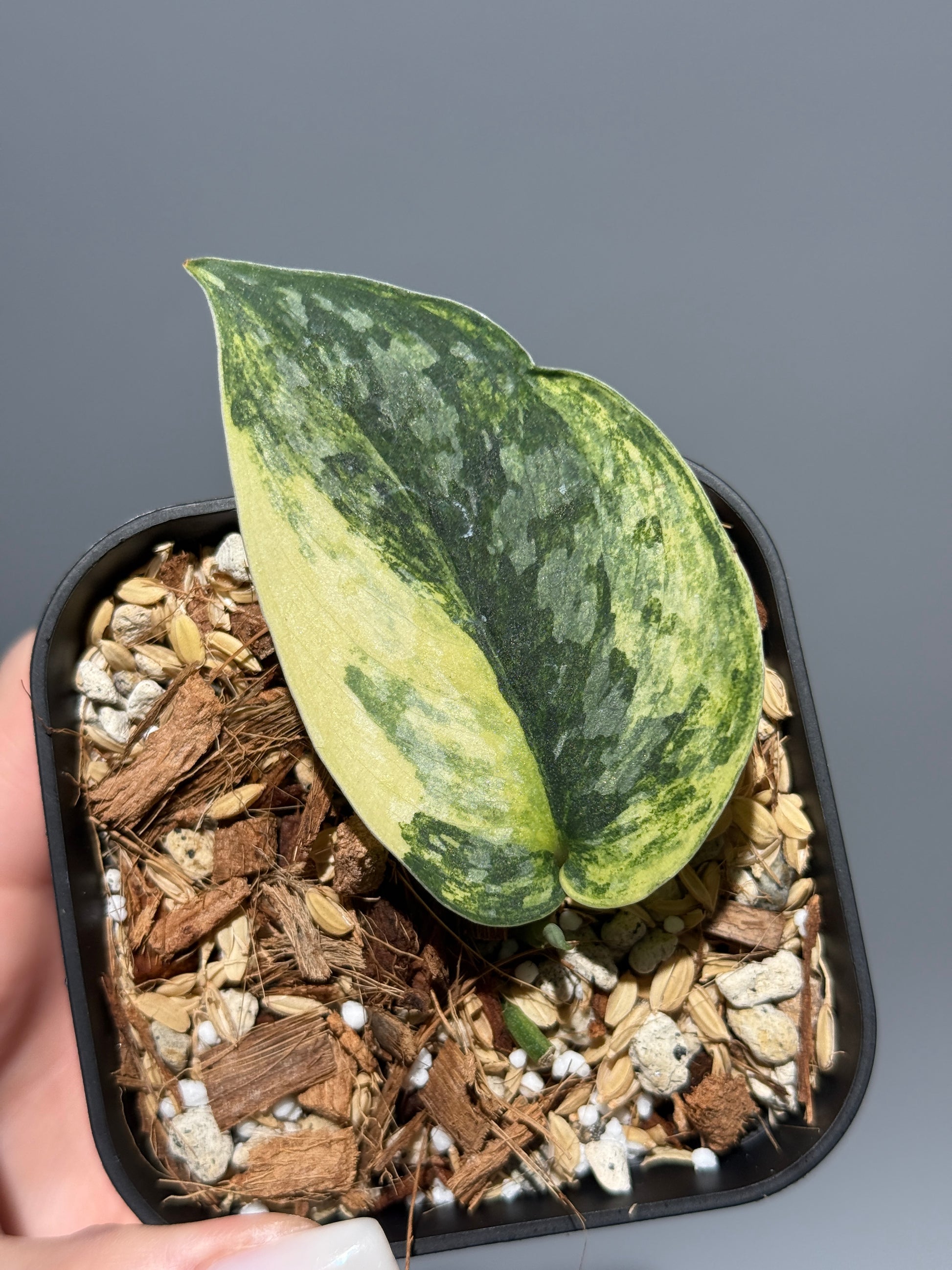 スキンダプサス ラジャタプラ  / Scindapsus Rajatapura (1)