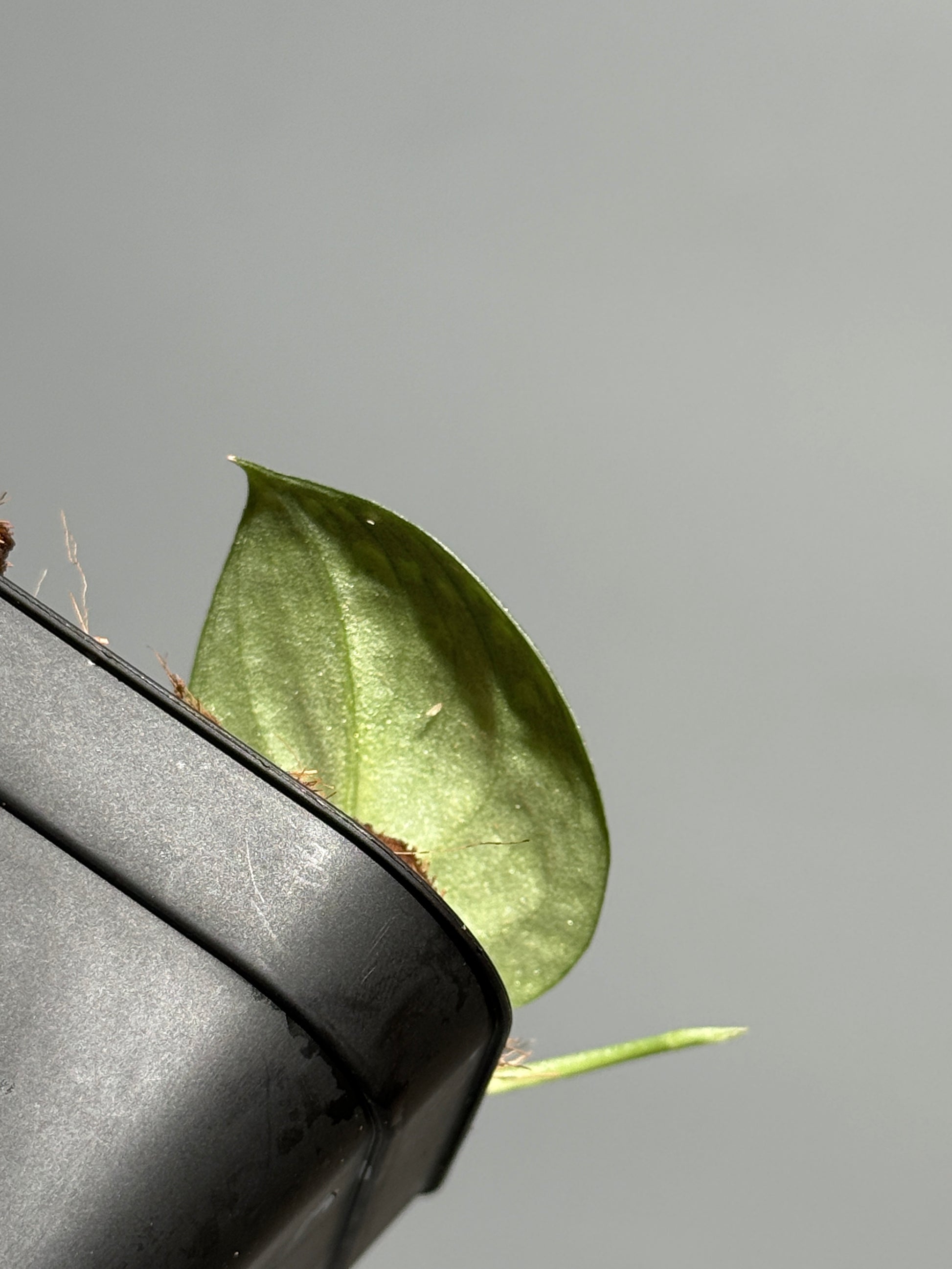 スキンダプサス トリカラー / Scindapsus tricolor (1)