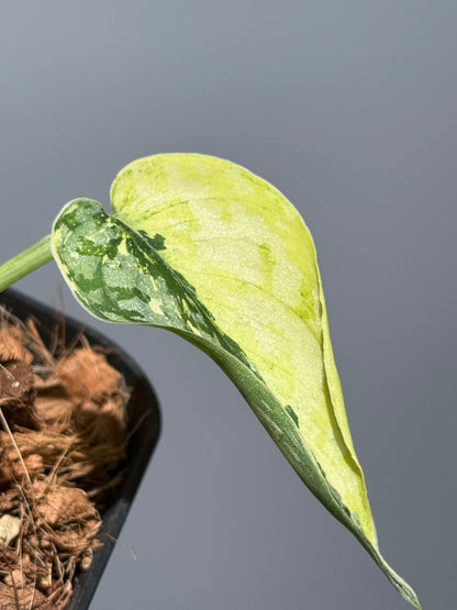 スキンダプサス マリポーサ / Scindapsus Mariposa(2)