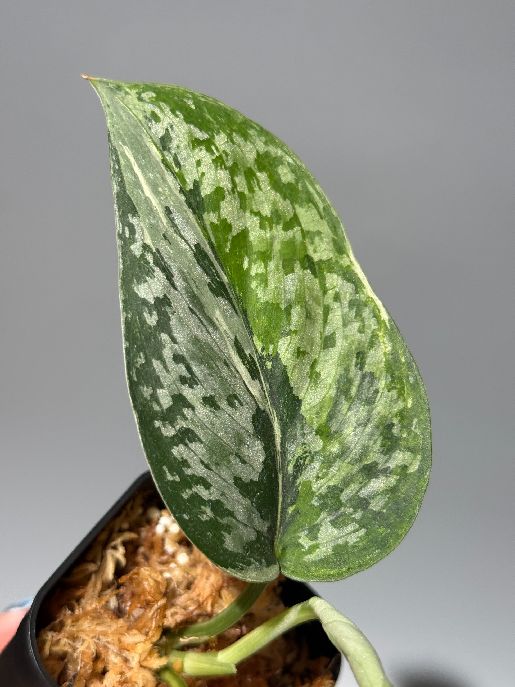 スキンダプサス エキゾチカ サラカ トリカラー  / Scindapsus Exotica salaka toricolor (1)