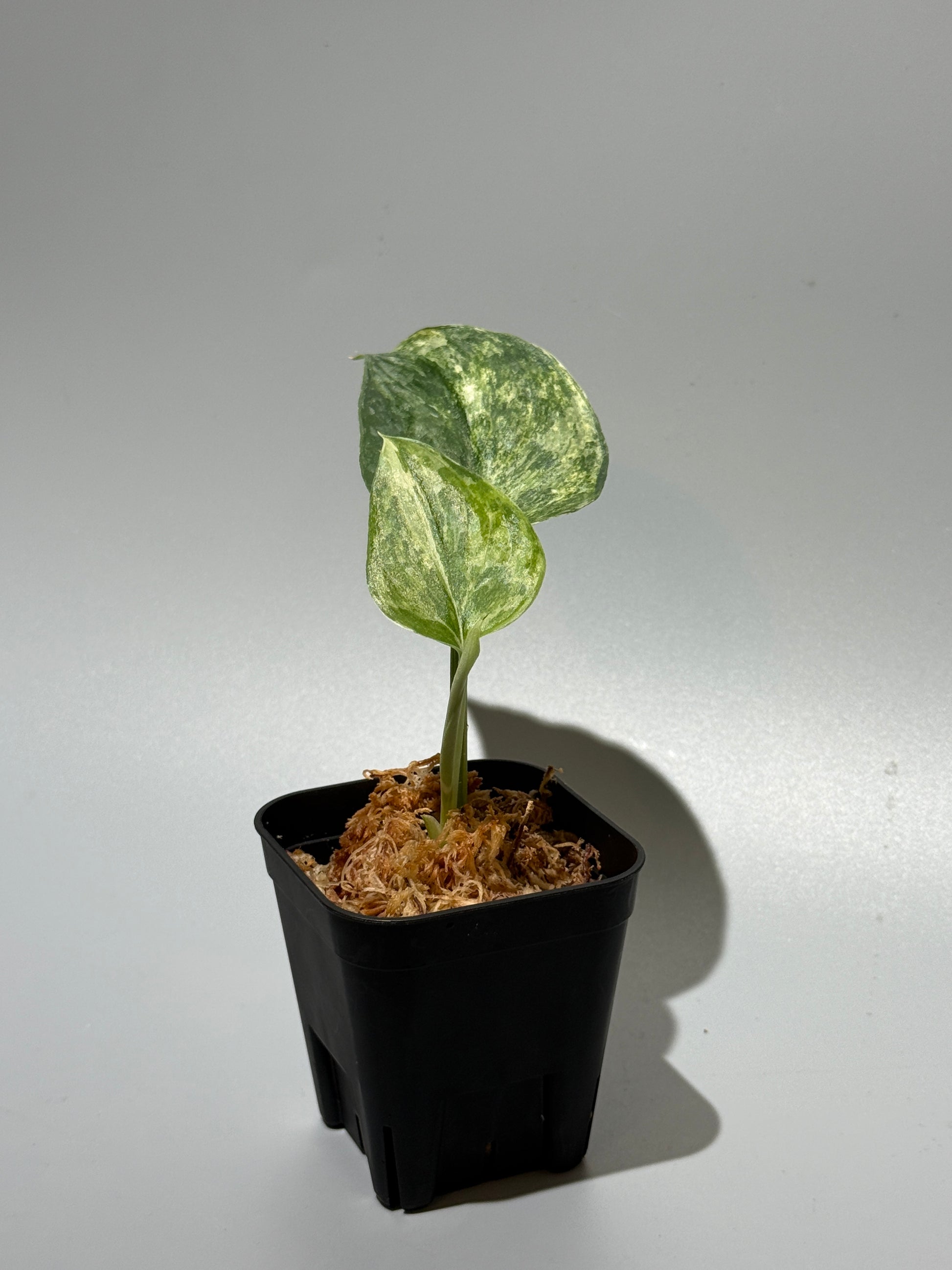 スキンダプサス エキゾチカ カーリー トリカラー  / Scindapsus Exotica curly toricolor (1)