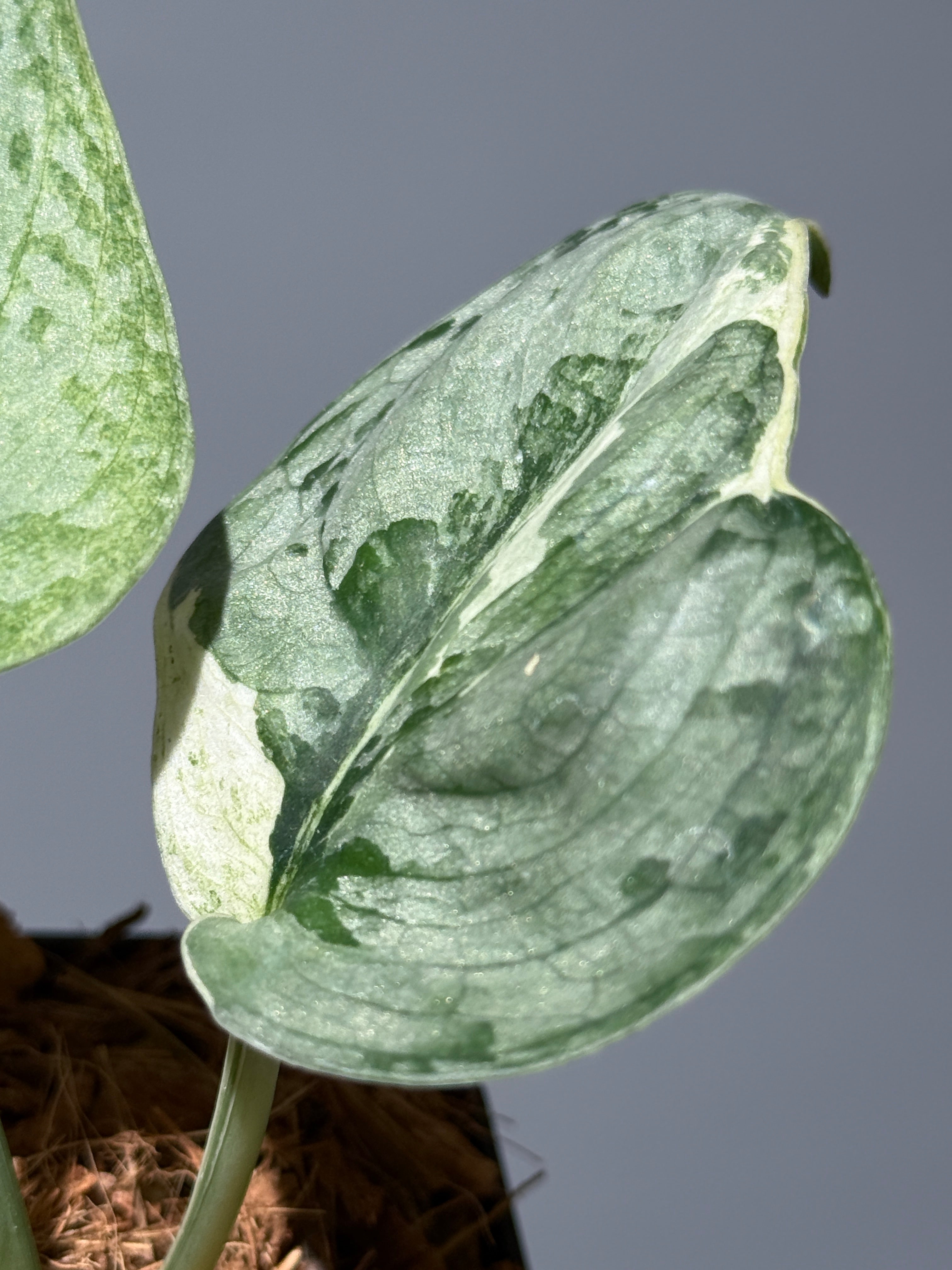 スキンダプサス ニルマラ / Scindapsus nirmala (1) – Nakayama-Plants
