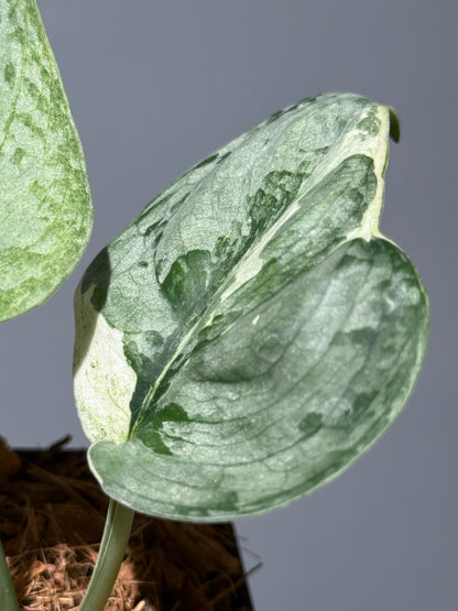 スキンダプサス ニルマラ / Scindapsus nirmala (1)