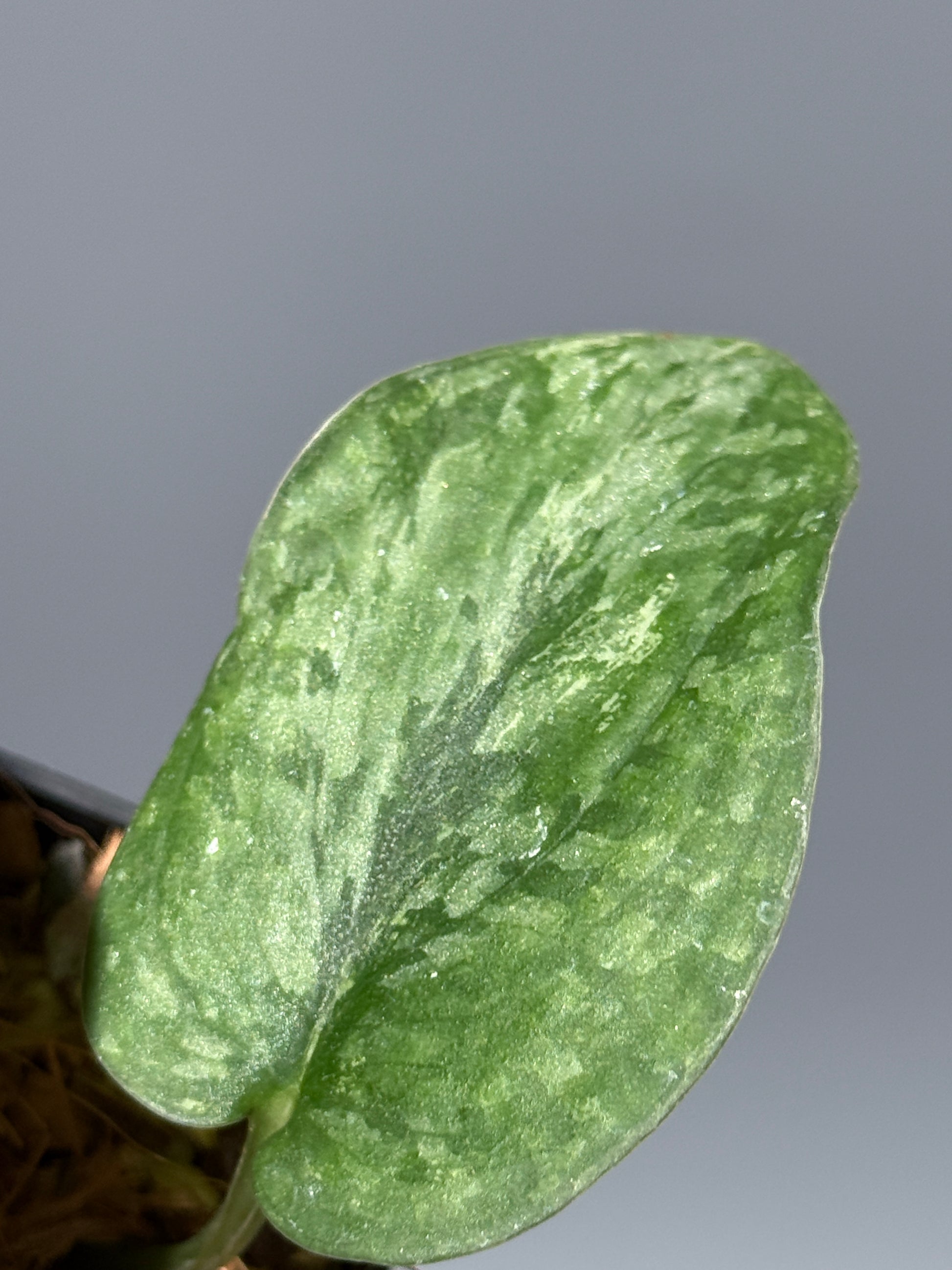 スキンダプサス レオパード / Scindapsus Leopard (1)