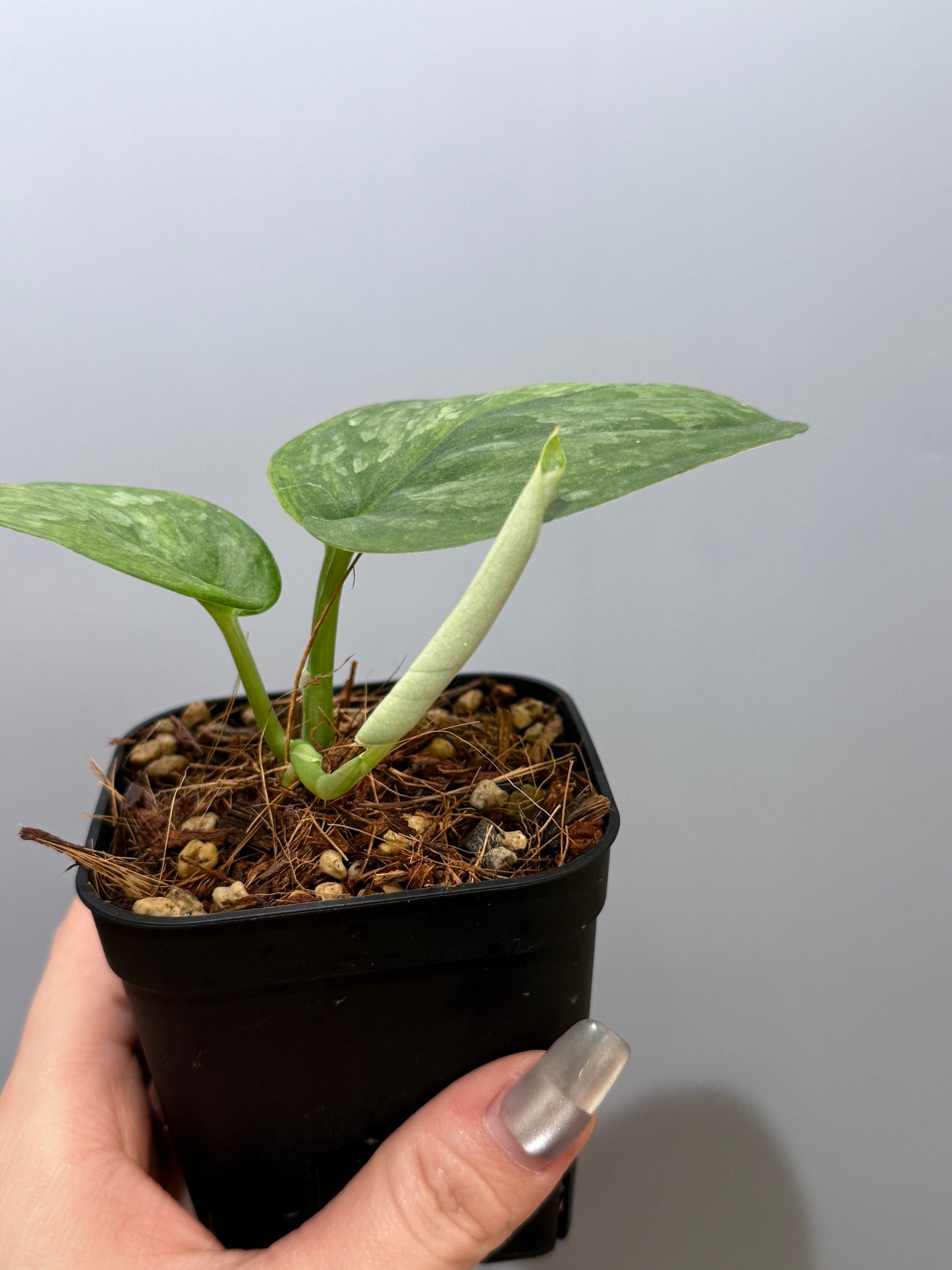 スキンダプサス グリーン ドラゴン / Scindapsus Green dorgon (1)