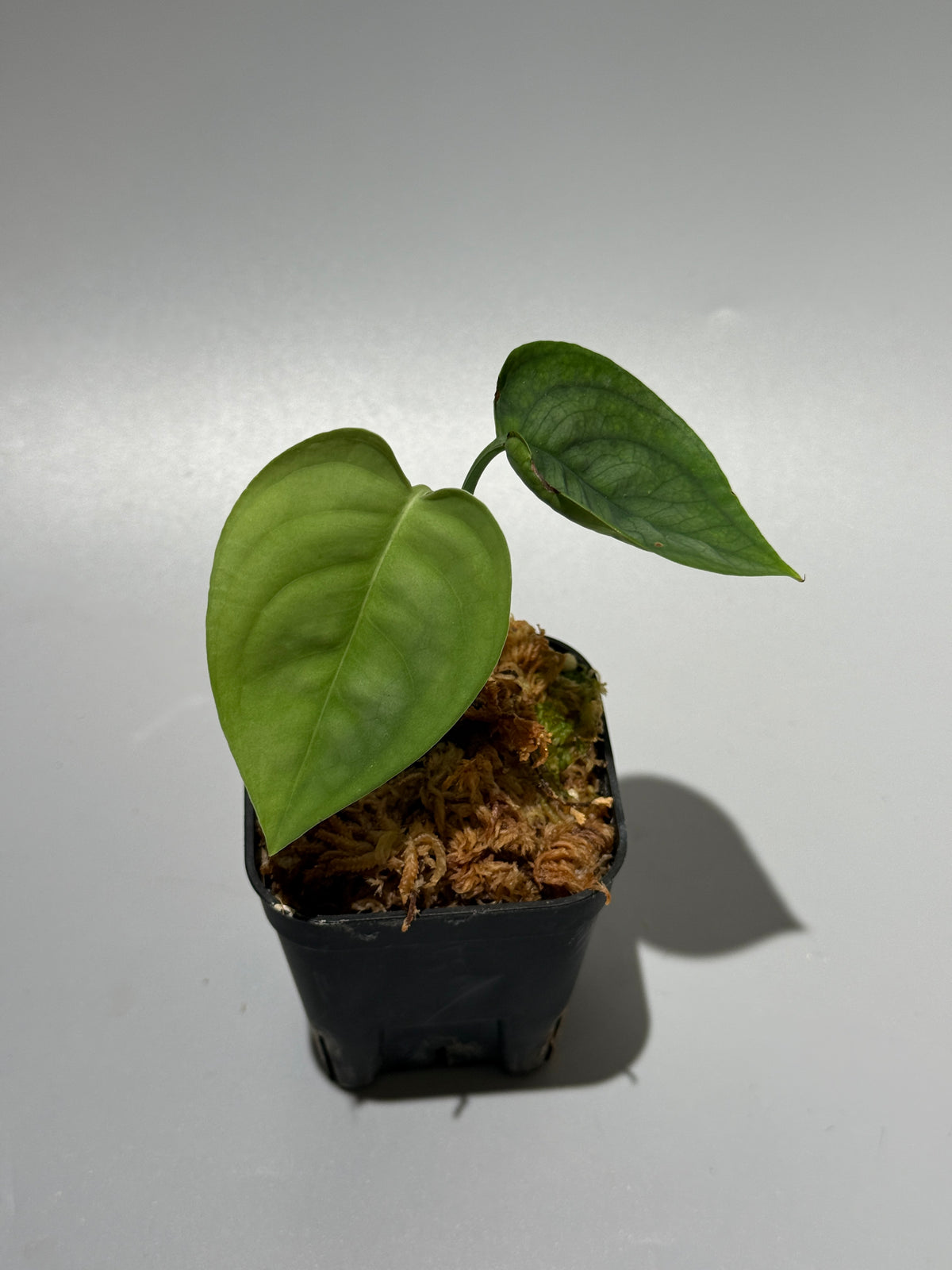 スキンダプサス ルーセンス  / Scindapsus Lucens  (1)