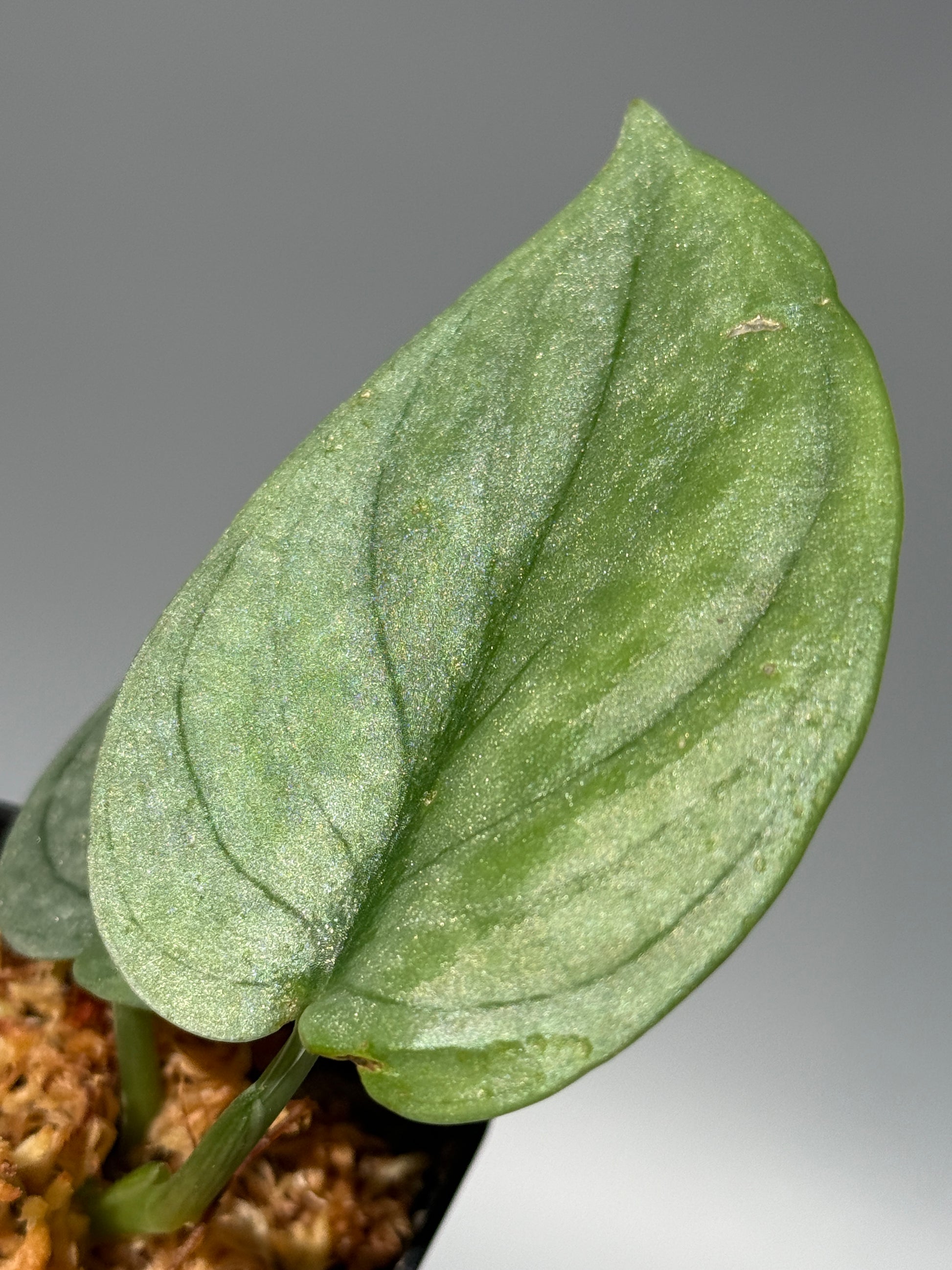 スキンダプサス グリーンベイン / Scindapsus Green vein (1)