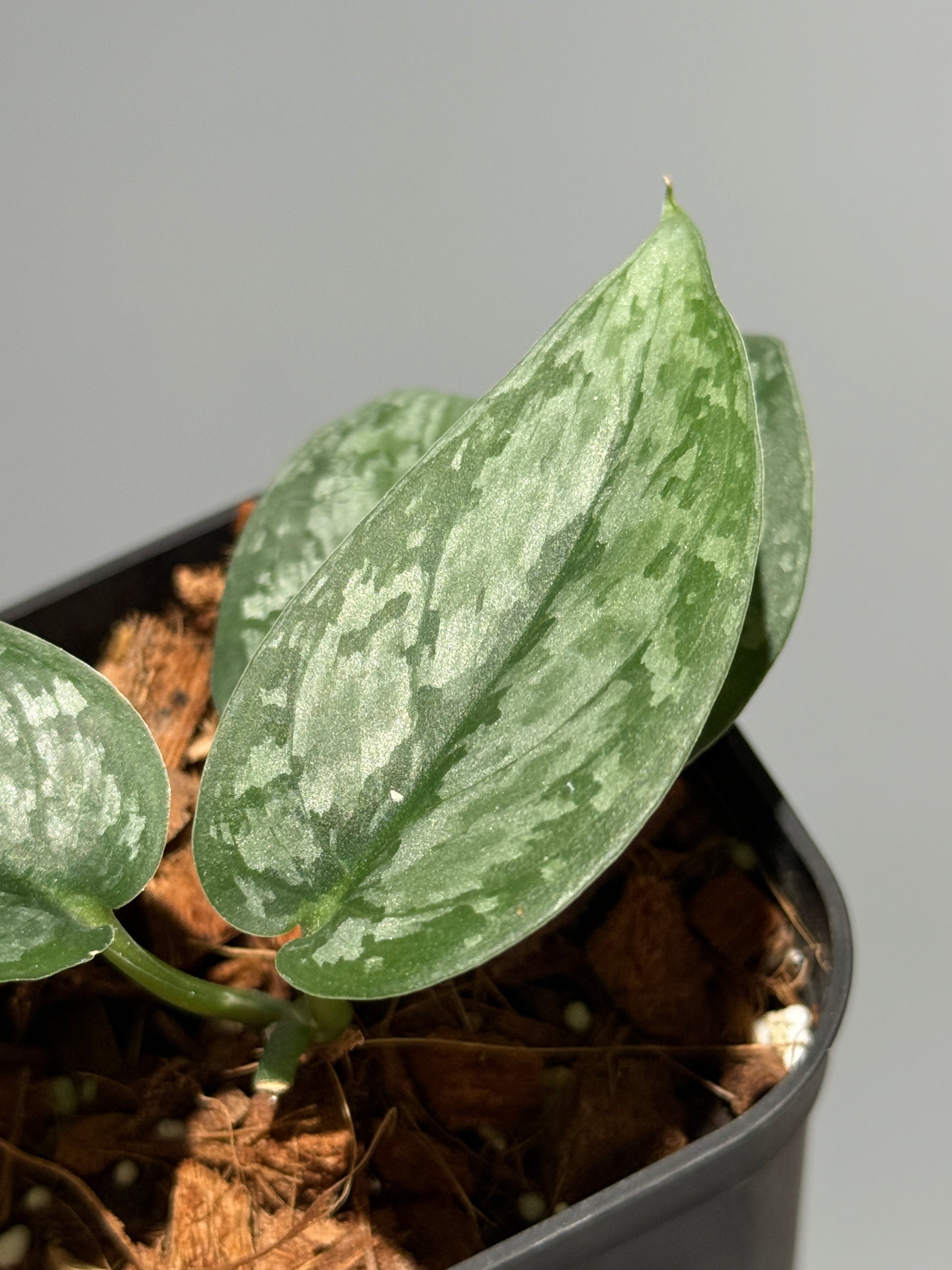 スキンダプサス ダーク クラウド Sp. カリマンタン / Scindapsus Dark cloud Sp. Kalimantan (1)
