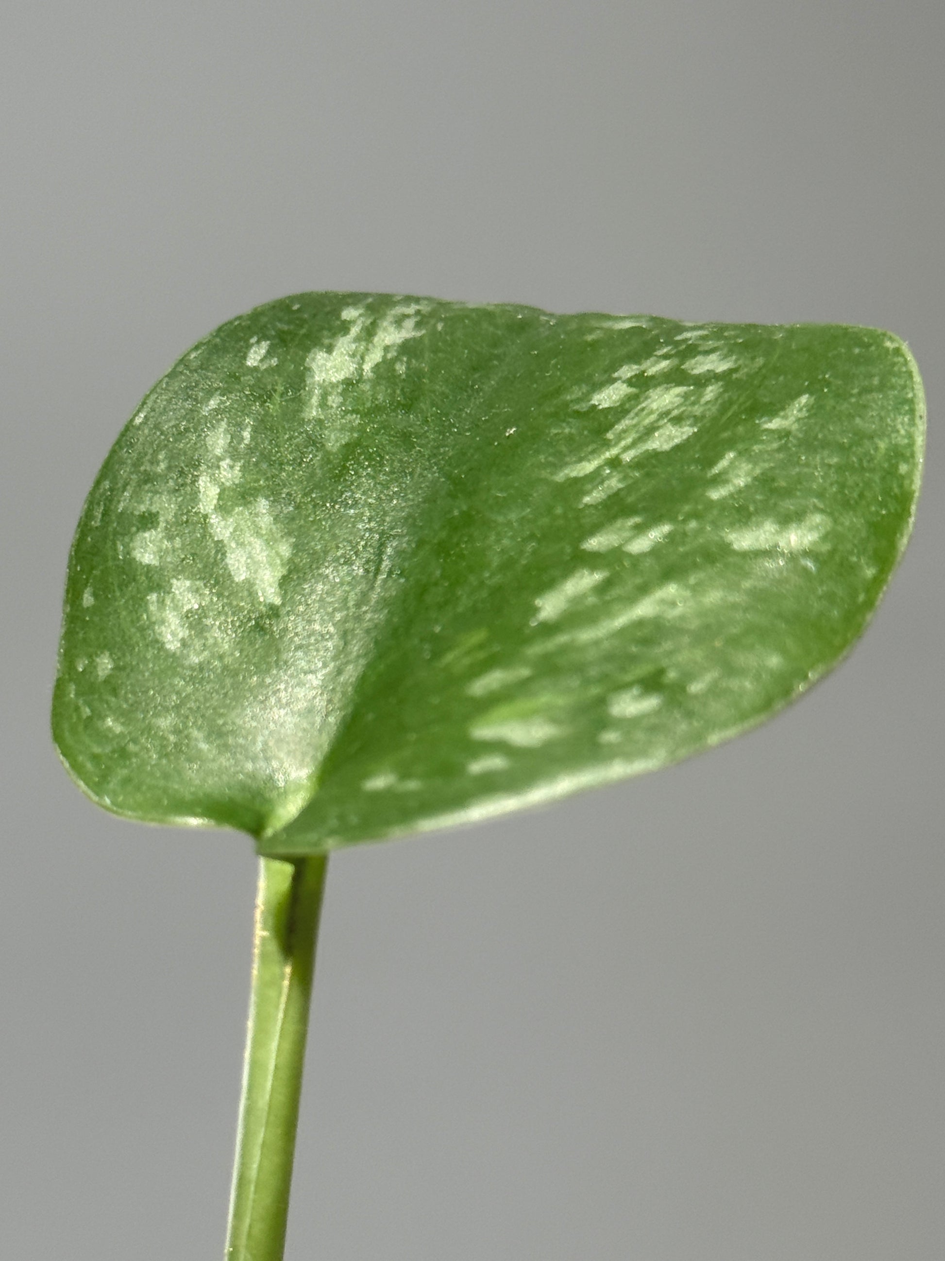 スキンダプサス  Sp.カリマンタン / Scindapsus Sp.Kalimantan (1)