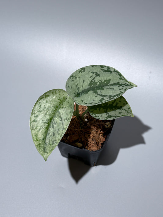 スキンダプサス シルバーレディ / Scindapsus silver lady (3)