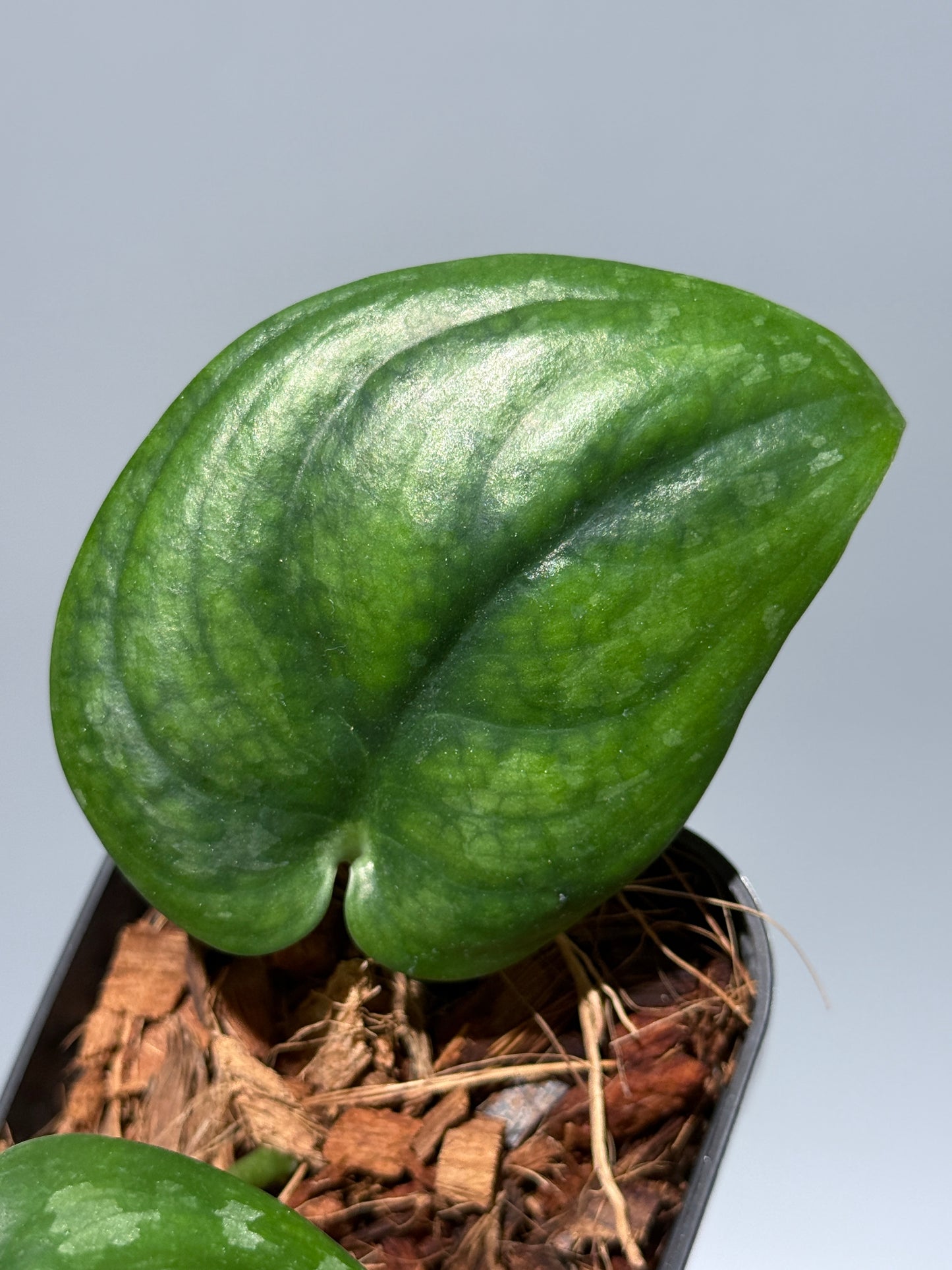 スキンダプサス エキゾチカ グローシ sp.サラワク / Scindapsus exotica glosy sp.serawak (2)