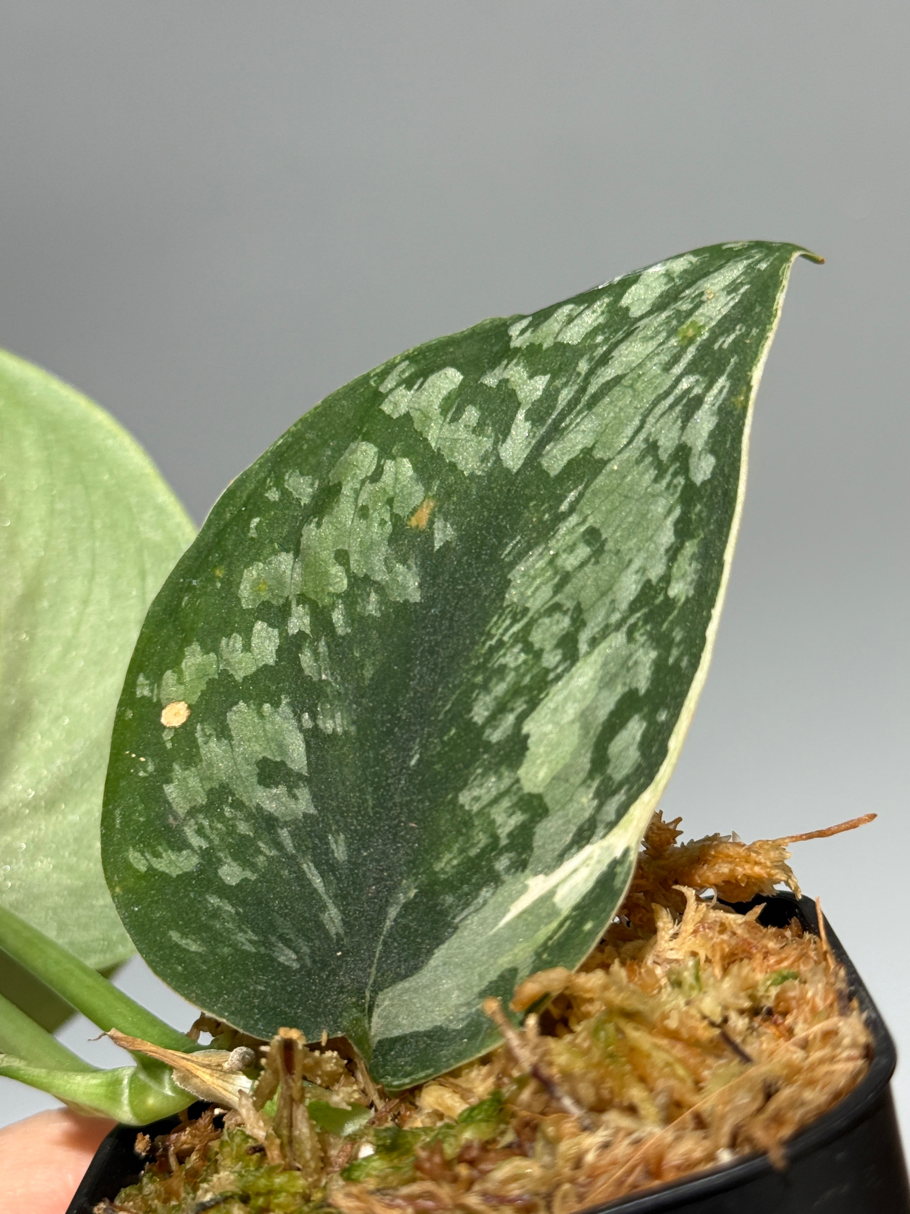 All Plants – Nakayama-Plants