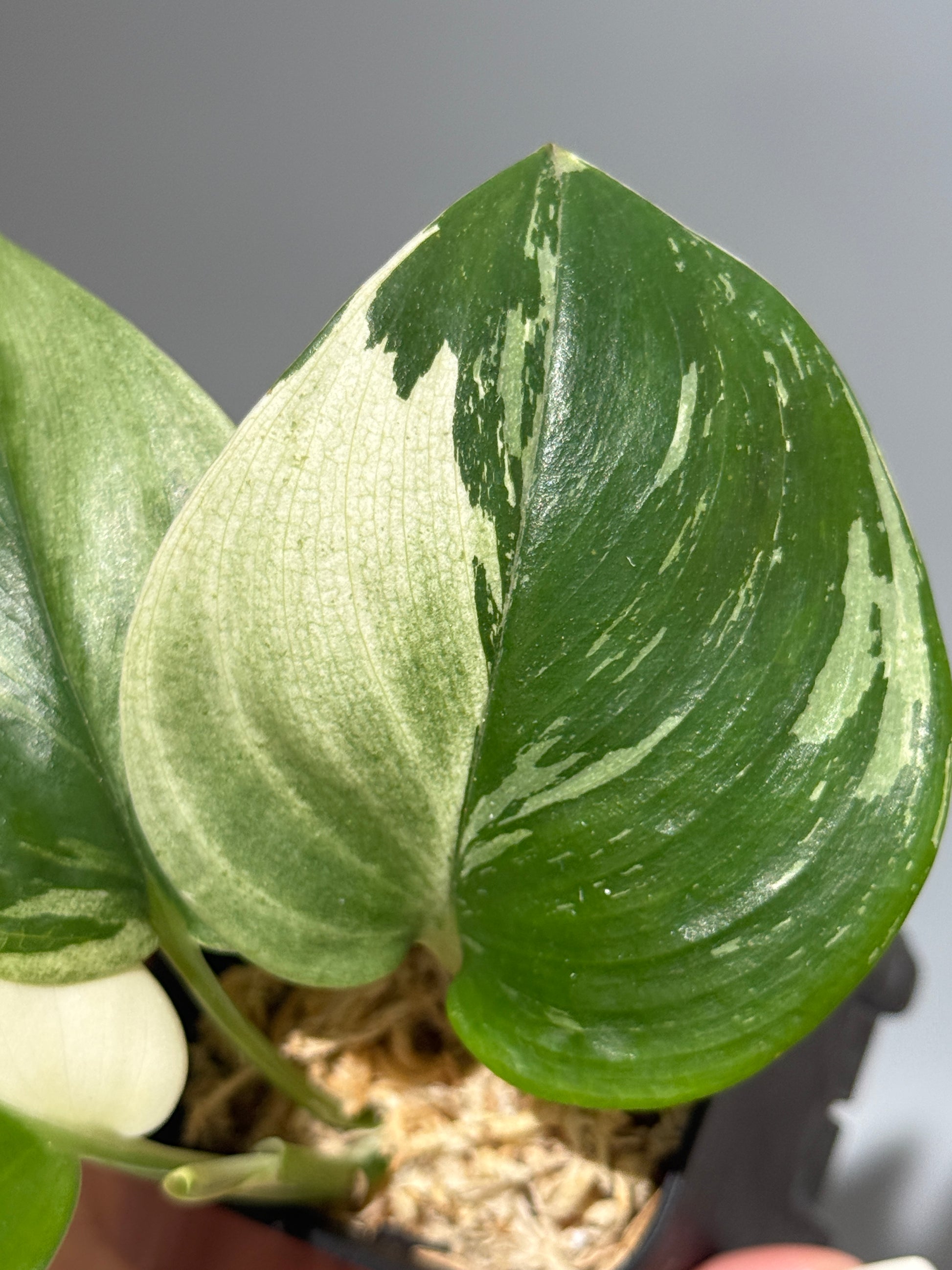 スキンダプサス トレビー ムーンライト 斑入り  / Scindapsus treubii moonlight var. (1)