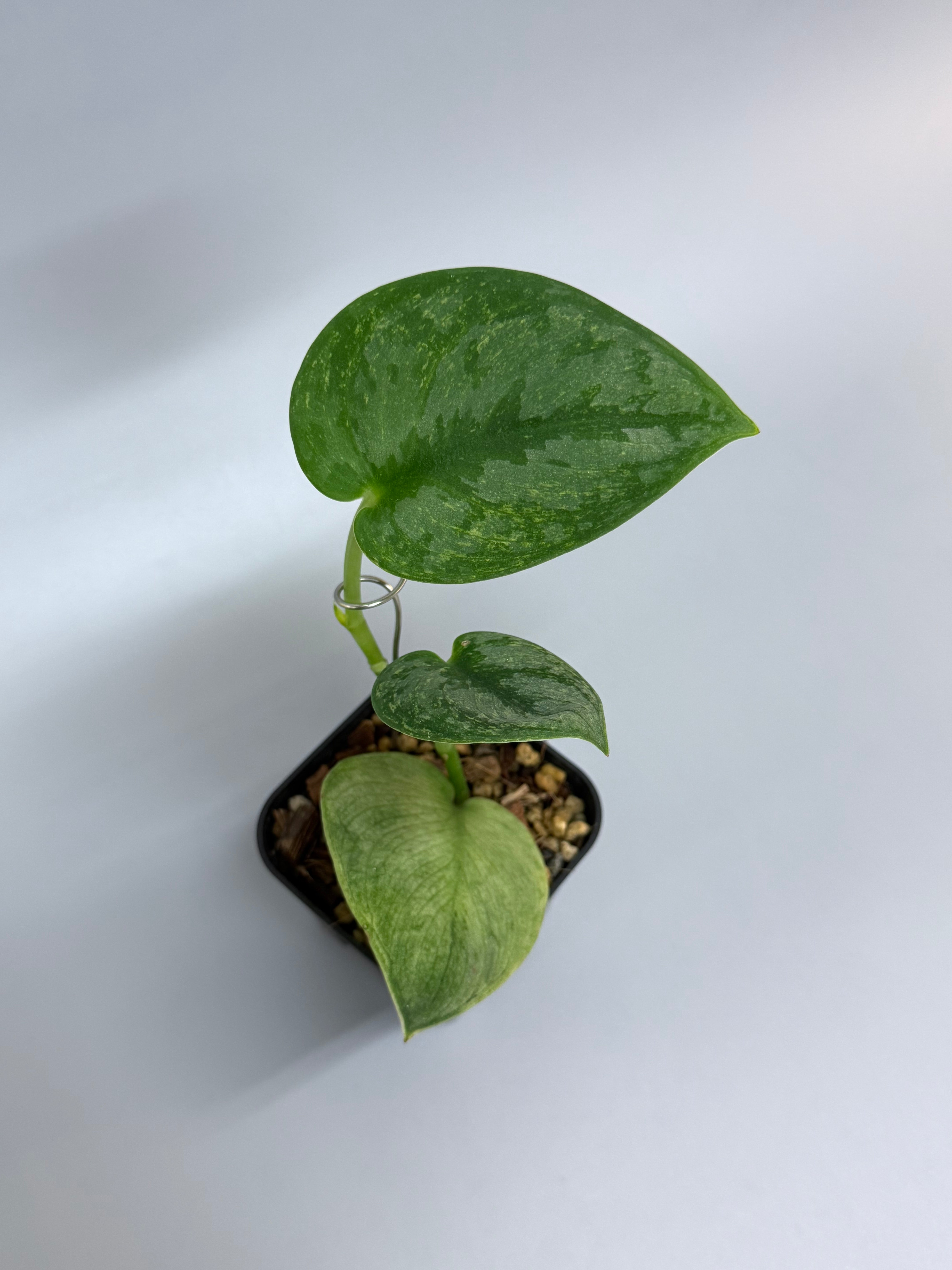 All Plants – Page 2 – Nakayama-Plants