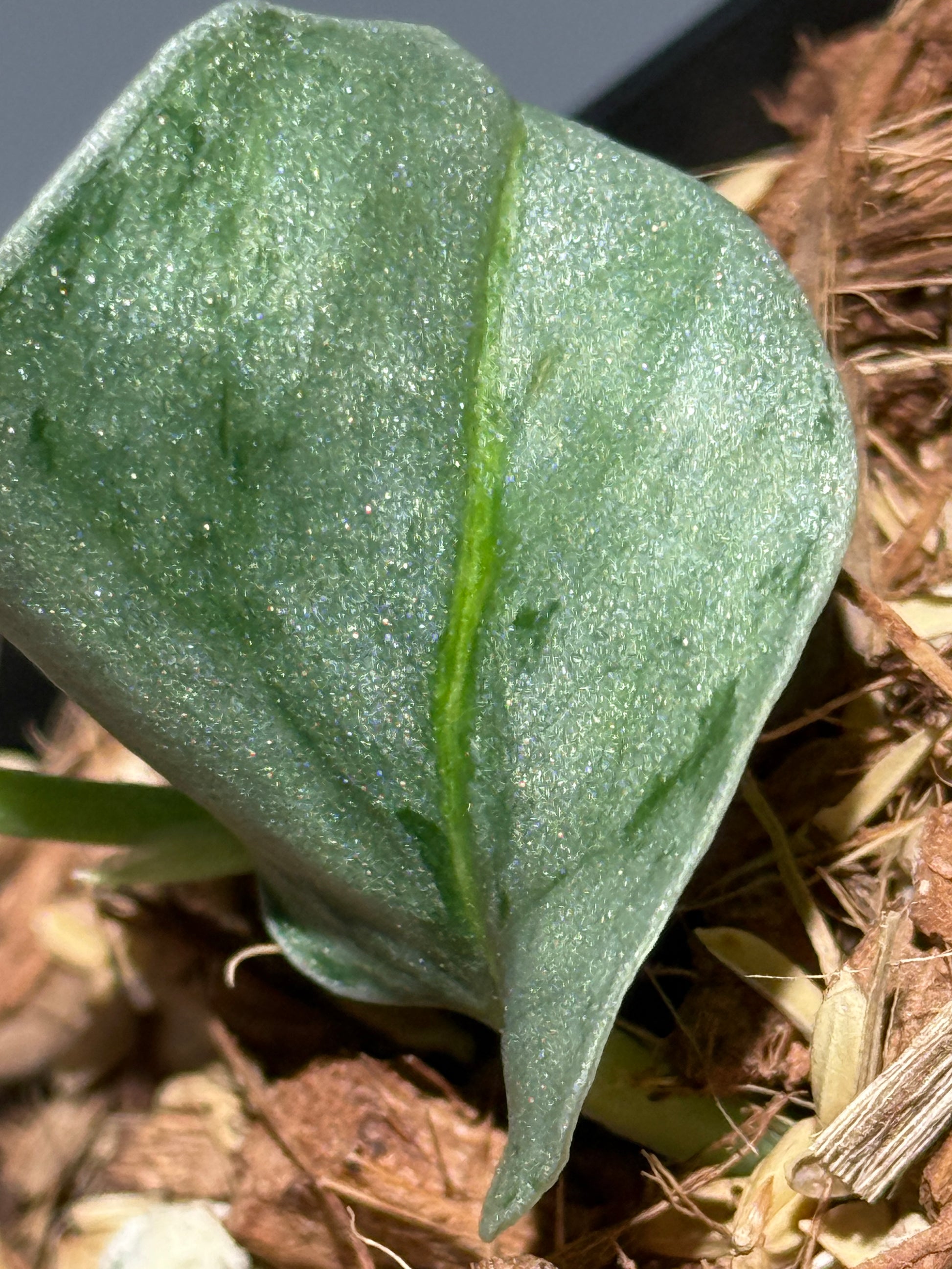 スキンダプサス ウィアード / Scindapsus Weirdo (2)