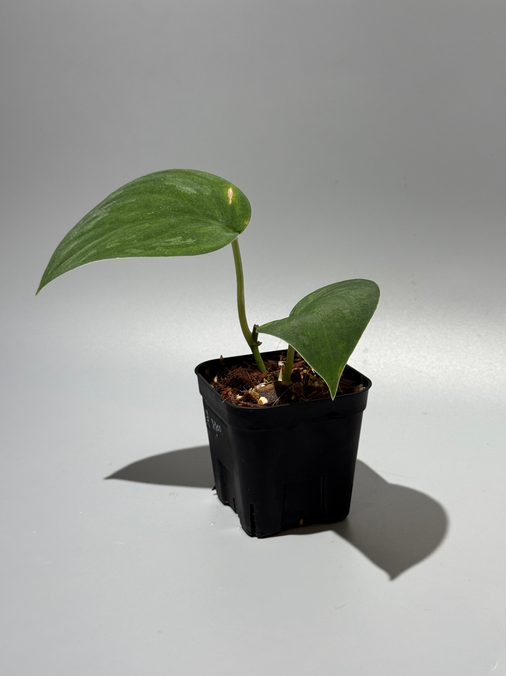 スキンダプサス グリーン エメラルド / Scindapsus green emerald (1)