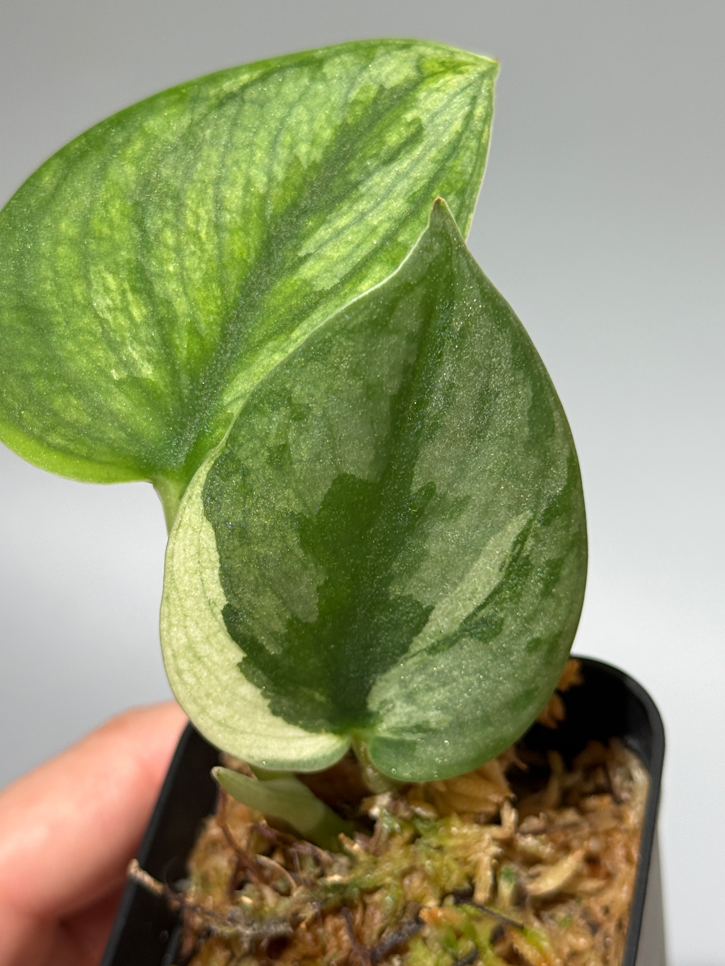 All Plants – Page 2 – Nakayama-Plants