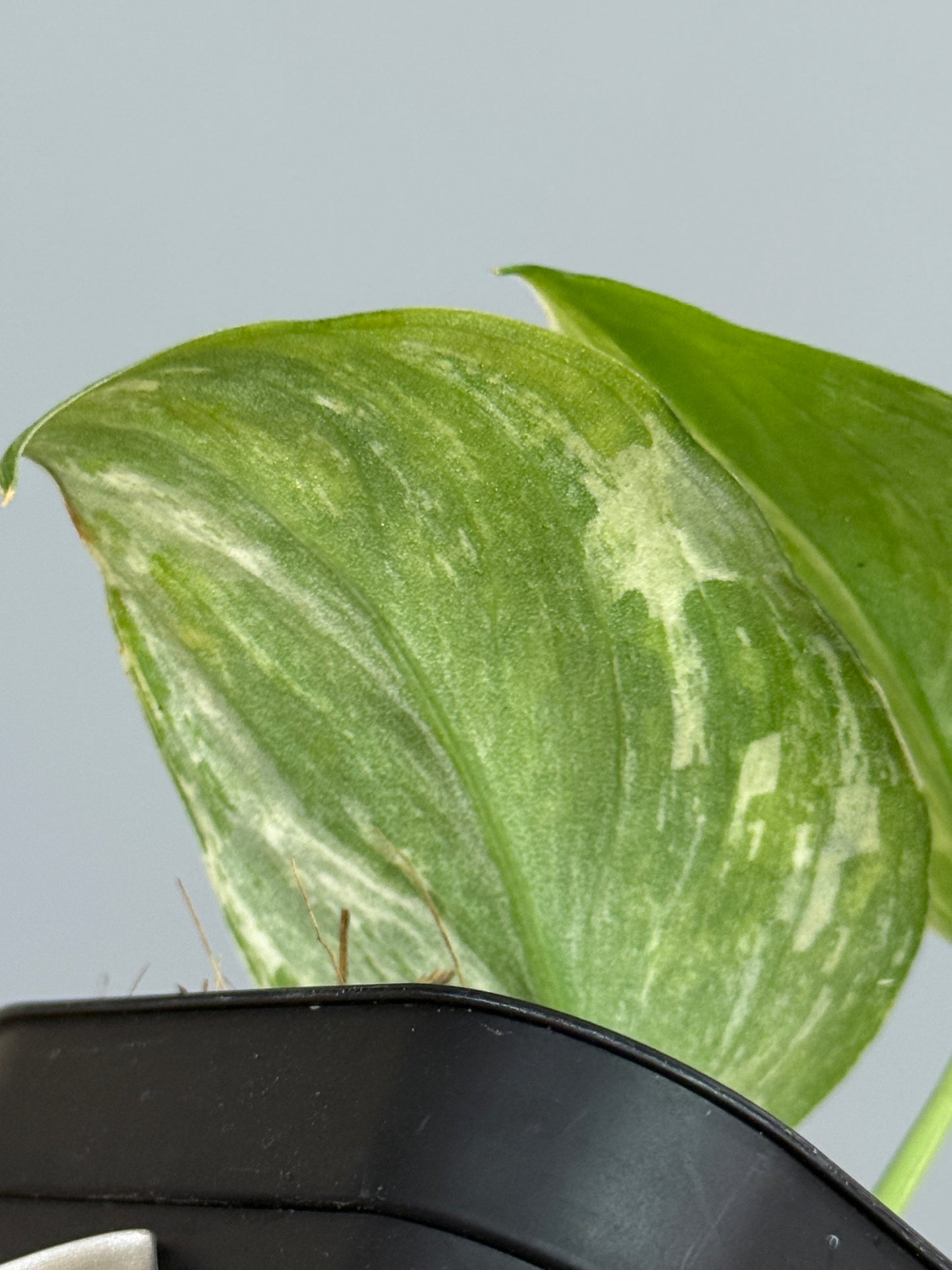 スキンダプサス パラヒヤンガン トリカラー  / Scindapsus parahyangan tricolor  (2)